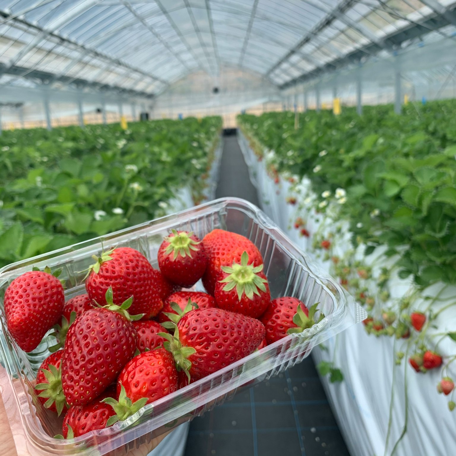 Fragole appena raccolte in un contenitore all'interno di una serra