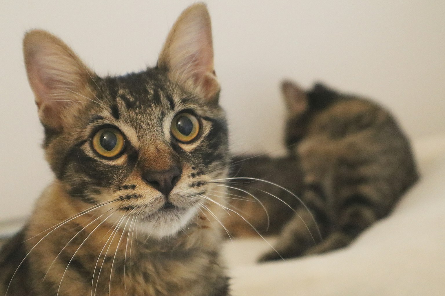 Close-up of a cat's face with another cat in the background