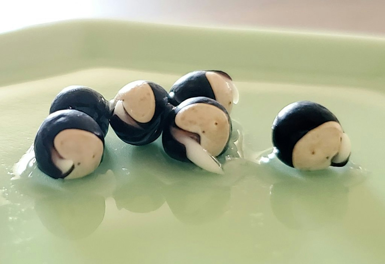 Biji hitam direndam dalam air dengan tunas putih yang terlihat