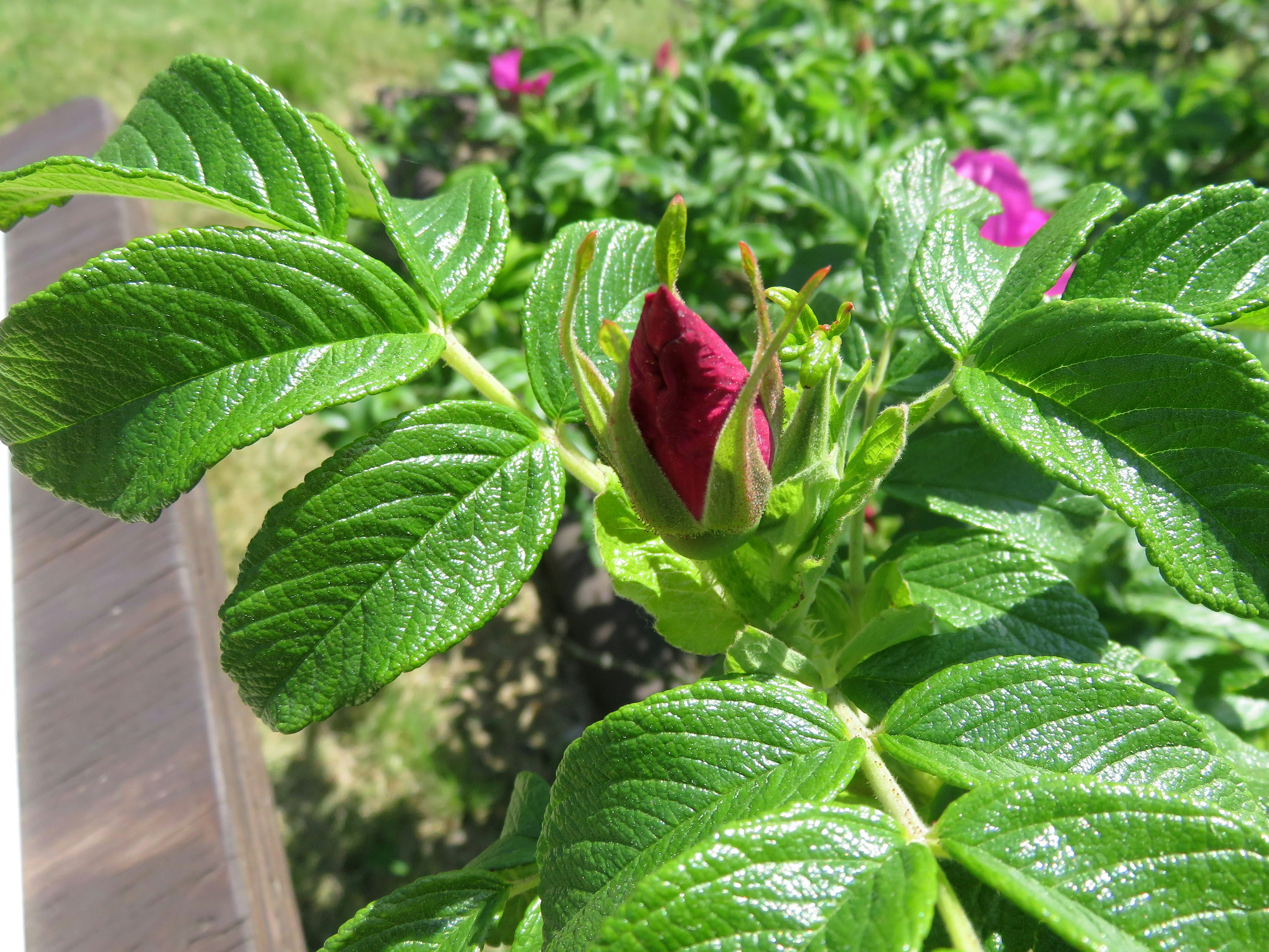 盆栽中红色花蕾与茂盛绿叶的特写