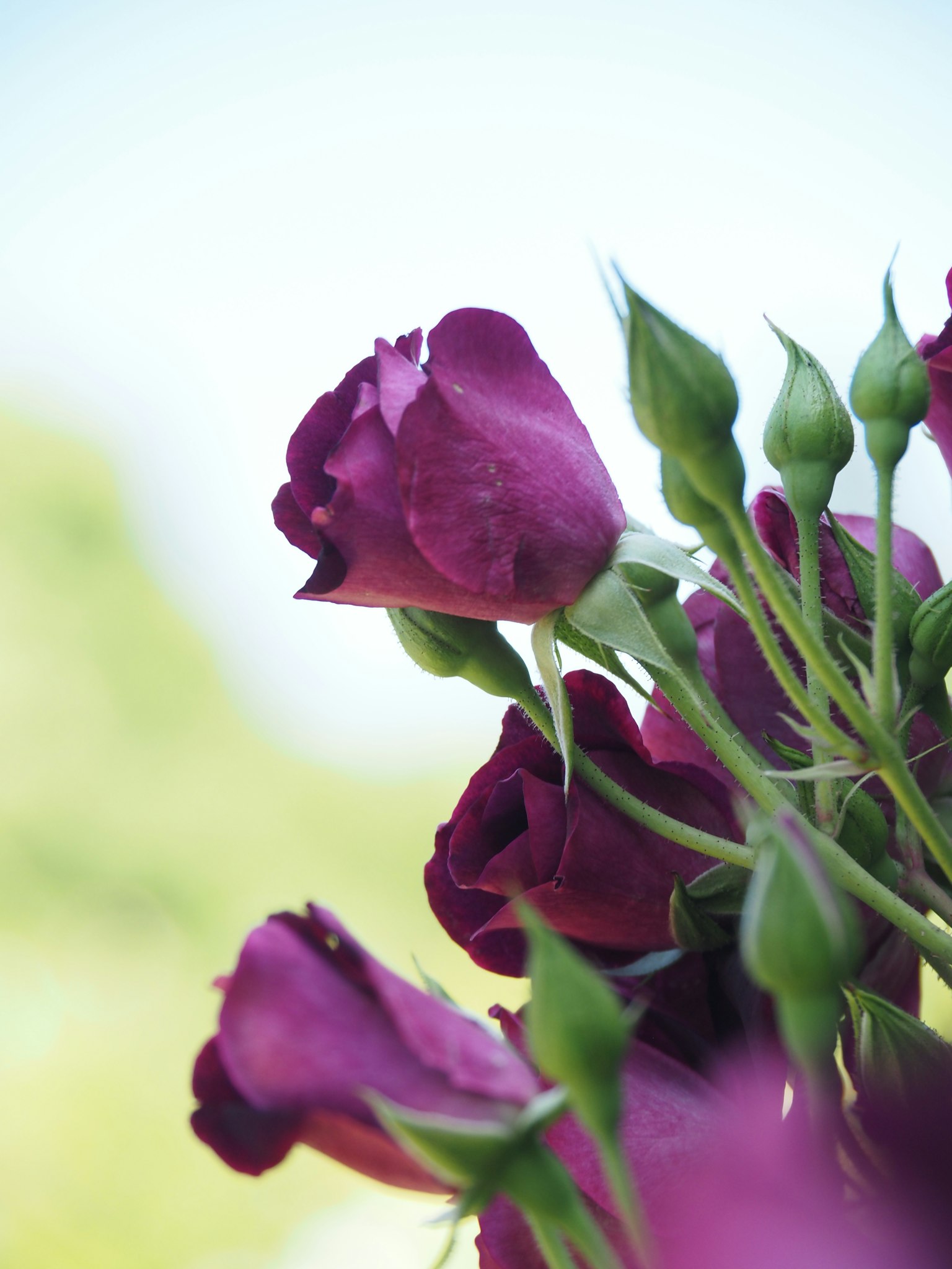 A beautiful arrangement of purple roses and buds