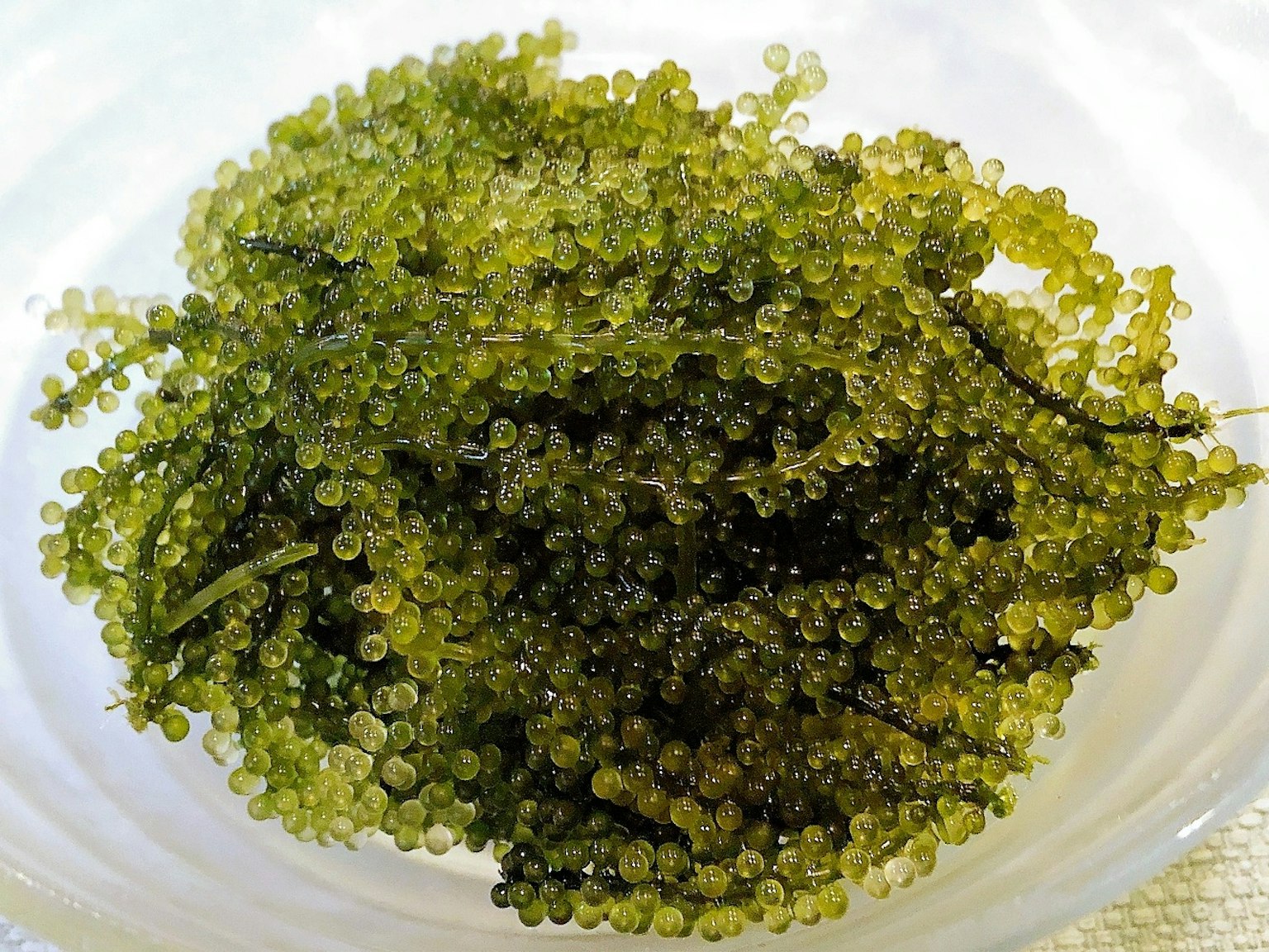 Un plat de caviar vert d'algues avec de petites perles rondes