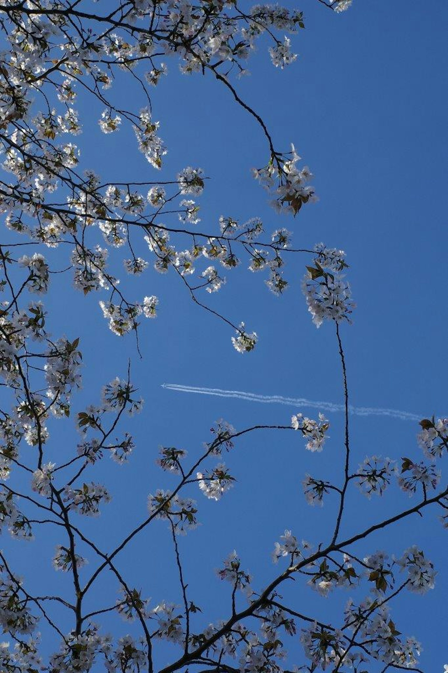 Fiori di ciliegio contro un cielo blu chiaro con una scia di aereo
