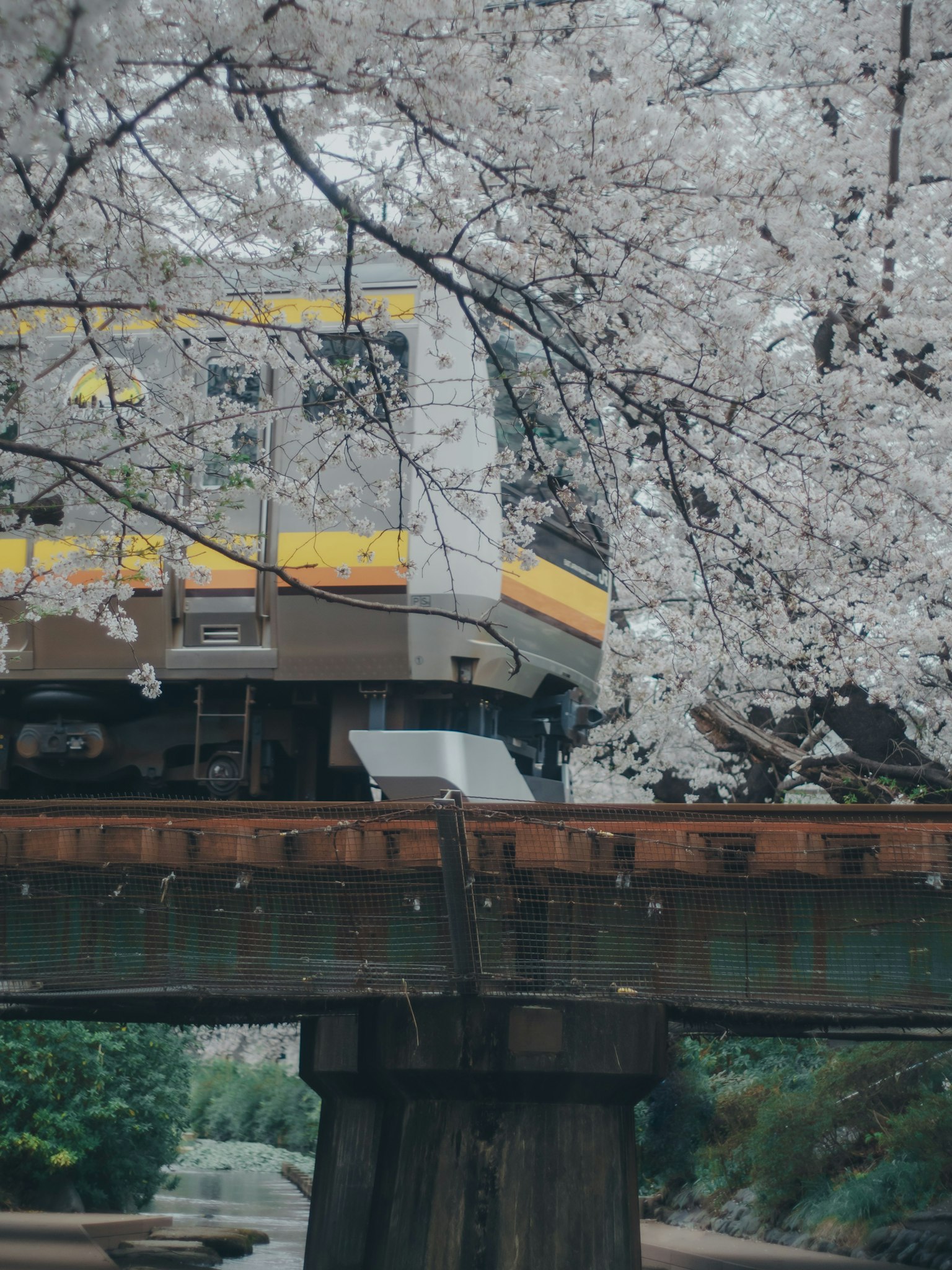 รถไฟที่วิ่งผ่านใต้ต้นซากุระ