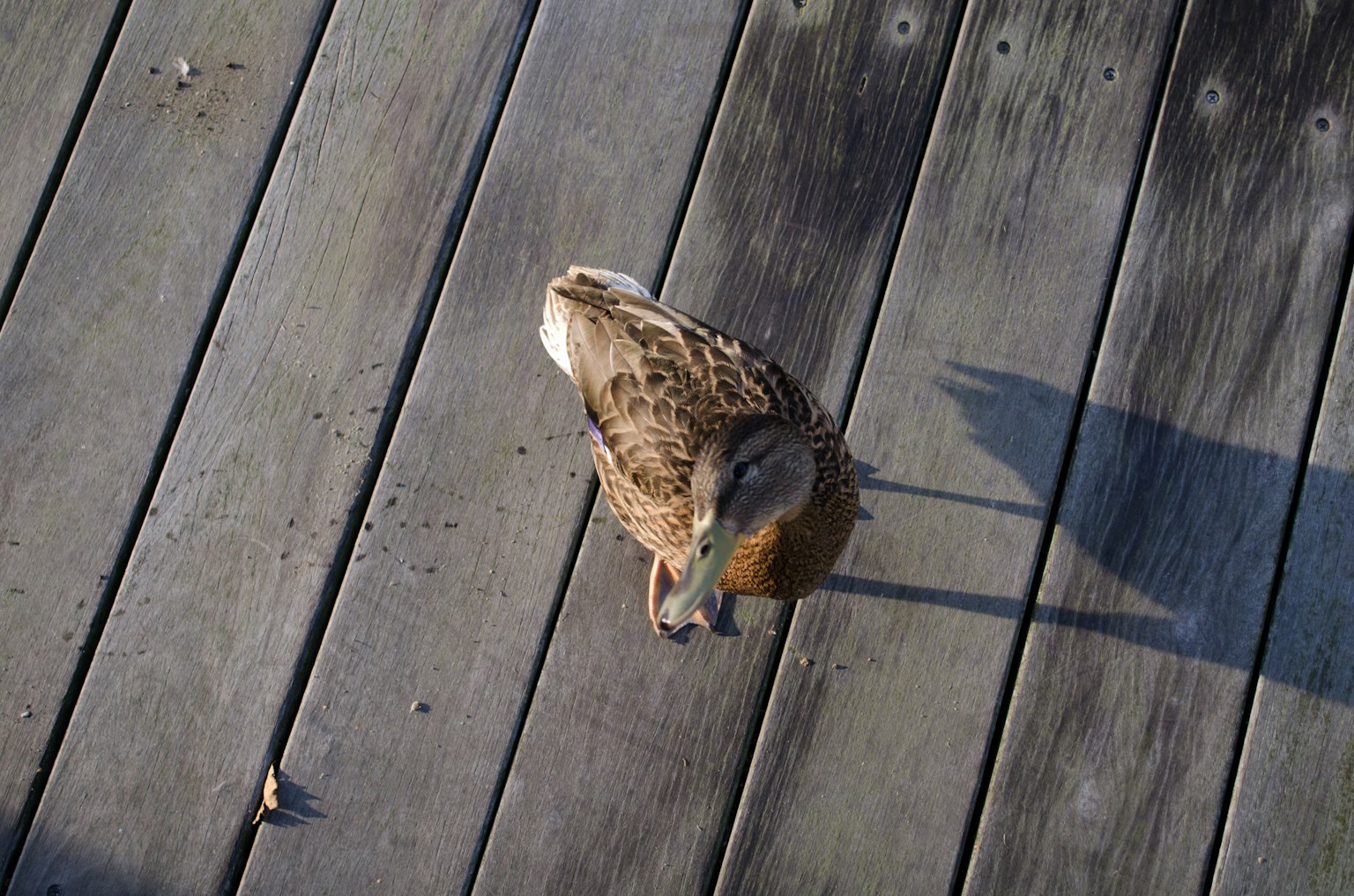 Vue de dessus d'un canard sur une terrasse en bois