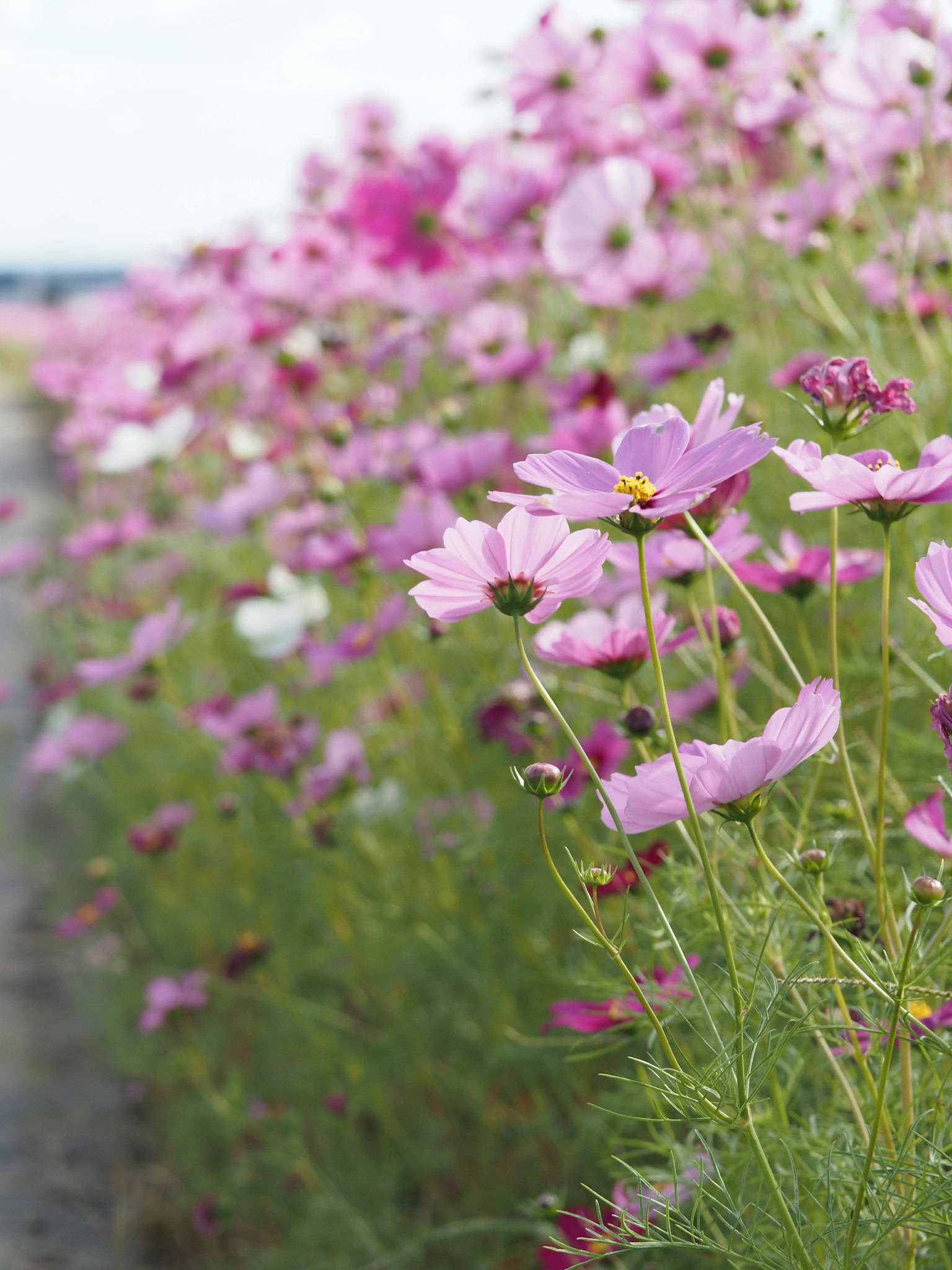 Cánh đồng hoa cosmos nở rộ màu hồng
