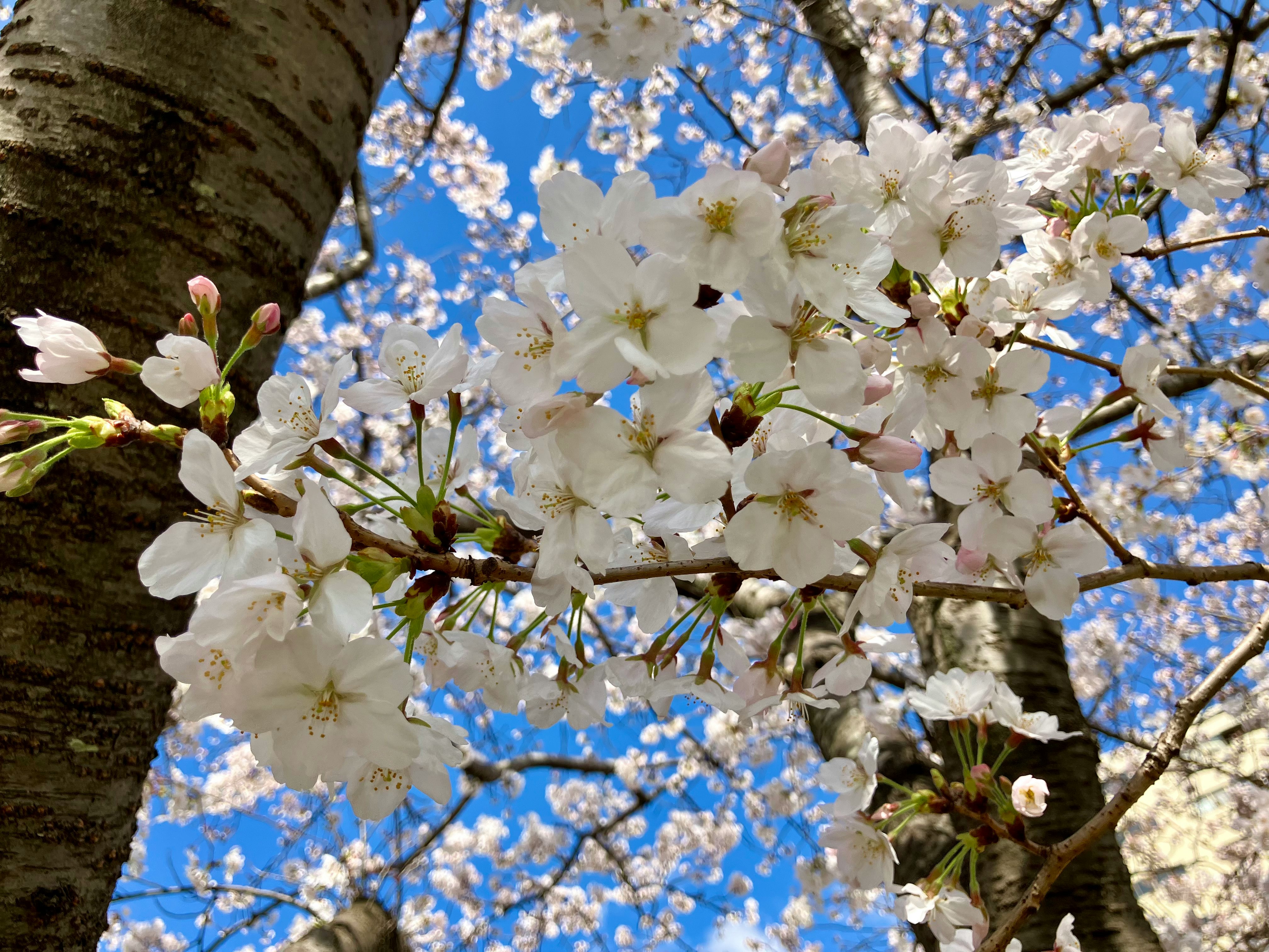 桜の花が咲く青空の下の木の枝