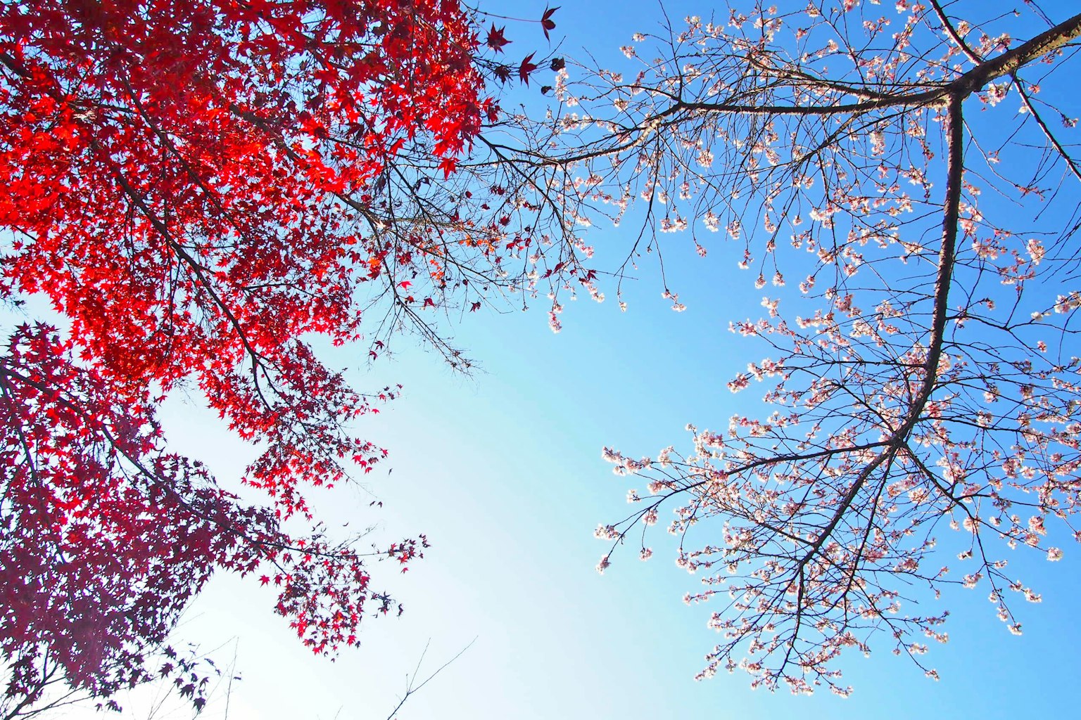 Eine schöne Szene mit roten Blättern und blassen Blumenästen, die unter einem blauen Himmel kreuzen