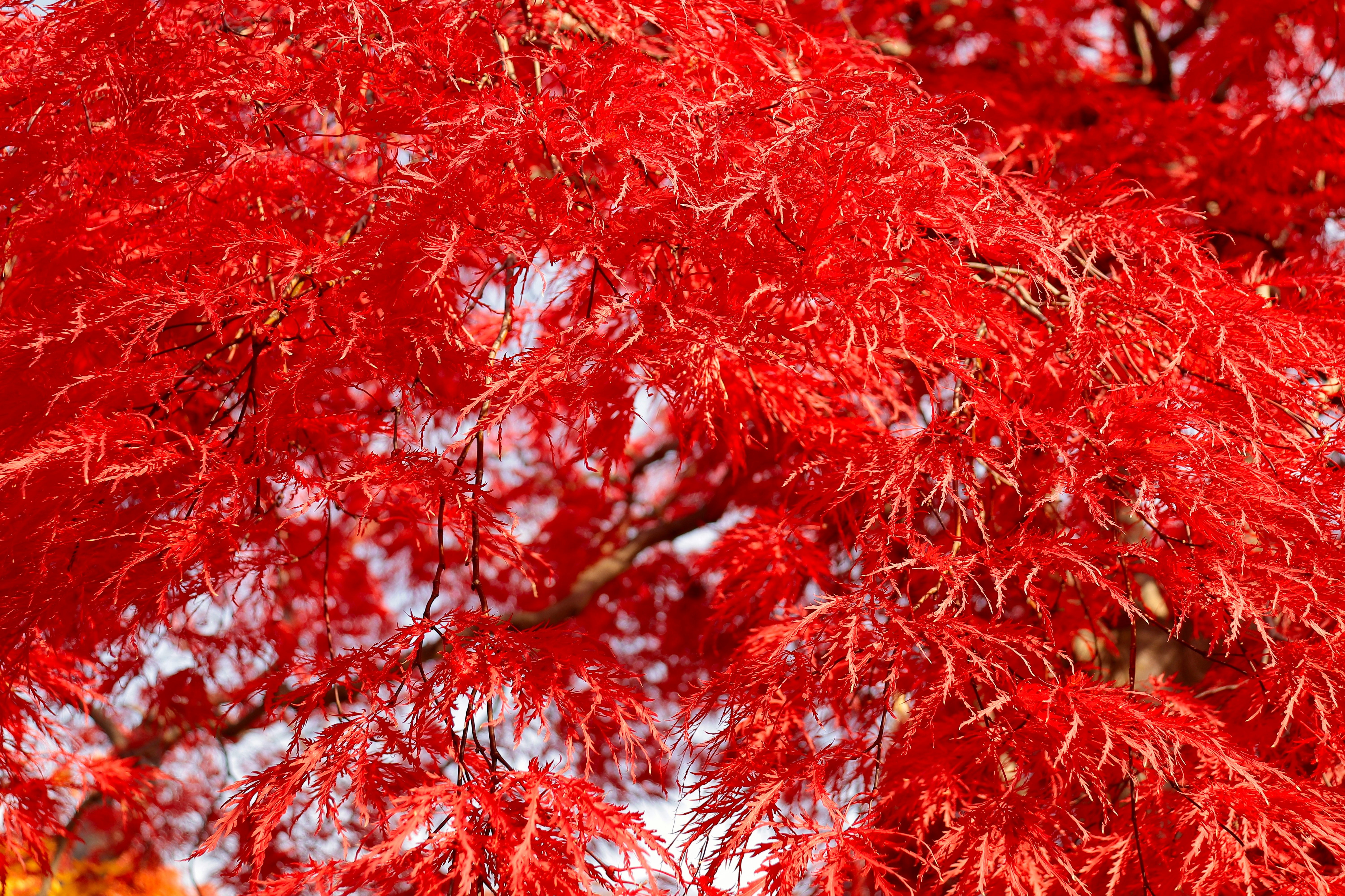 紅色楓葉枝條佈滿畫面