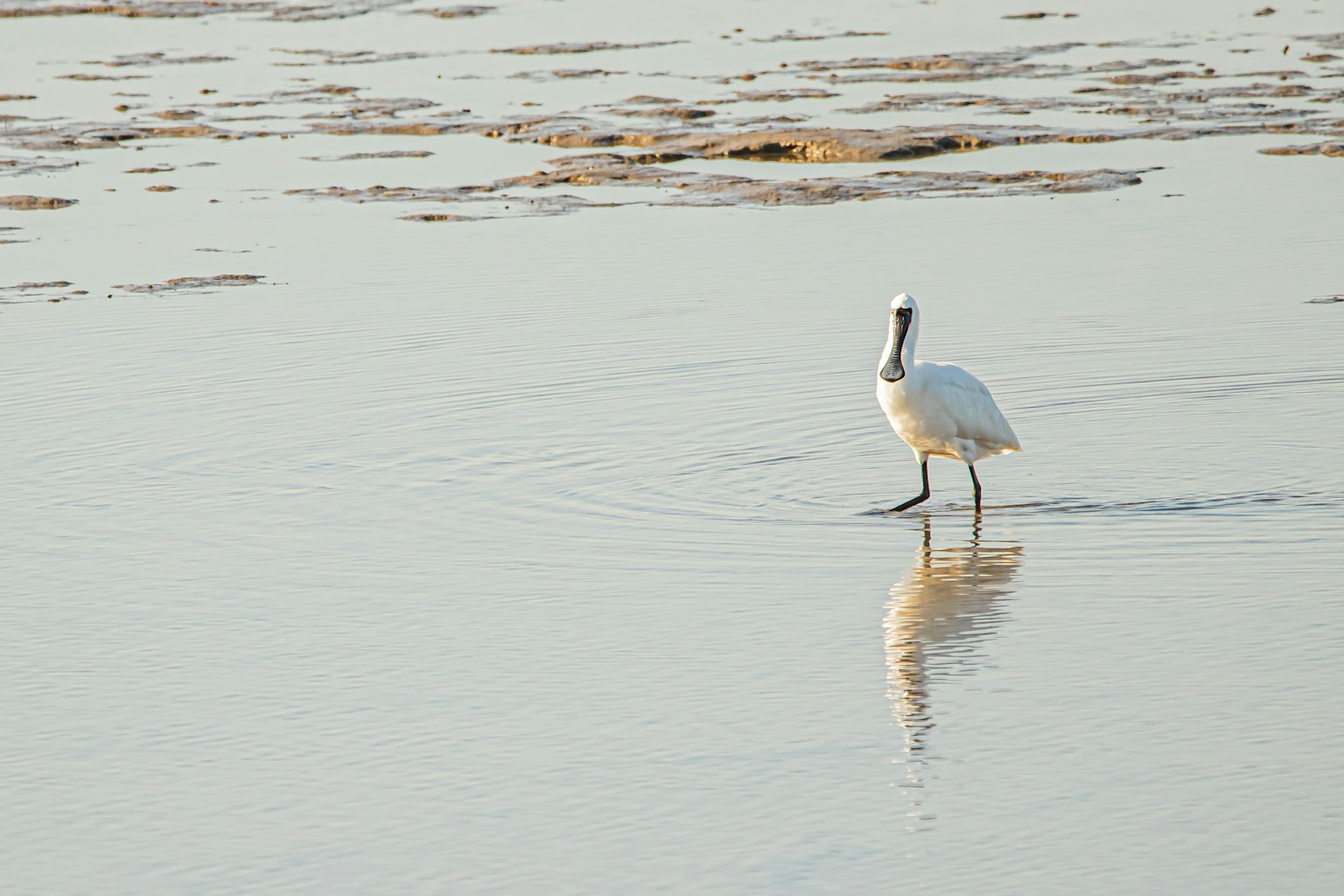 Un airone bianco che cammina sulla superficie dell'acqua in un ambiente tranquillo
