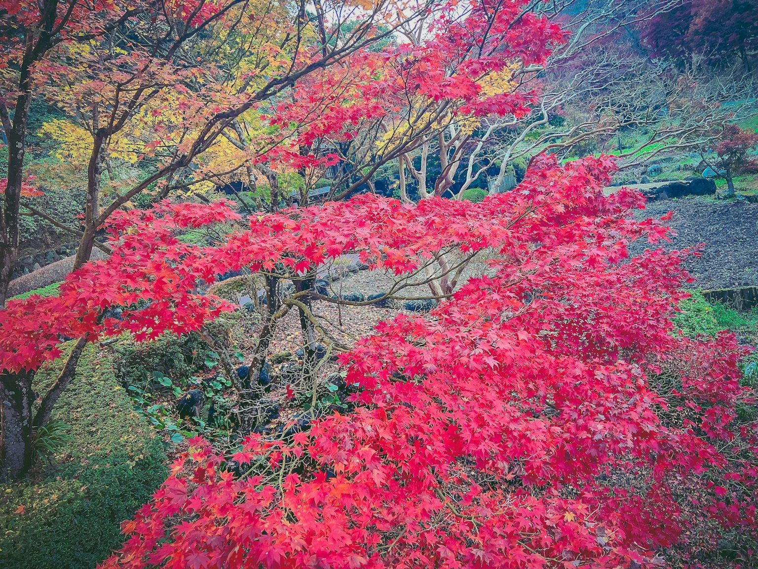 美丽花园场景中的鲜艳红色枫叶