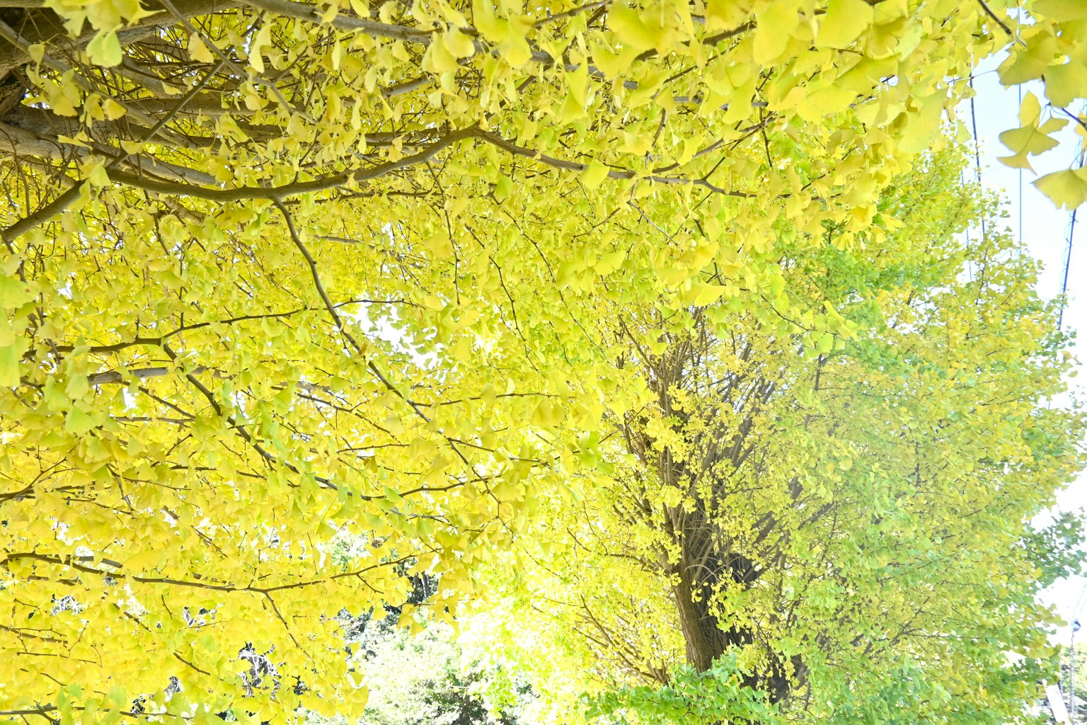 Vista di alberi con foglie gialle vivaci