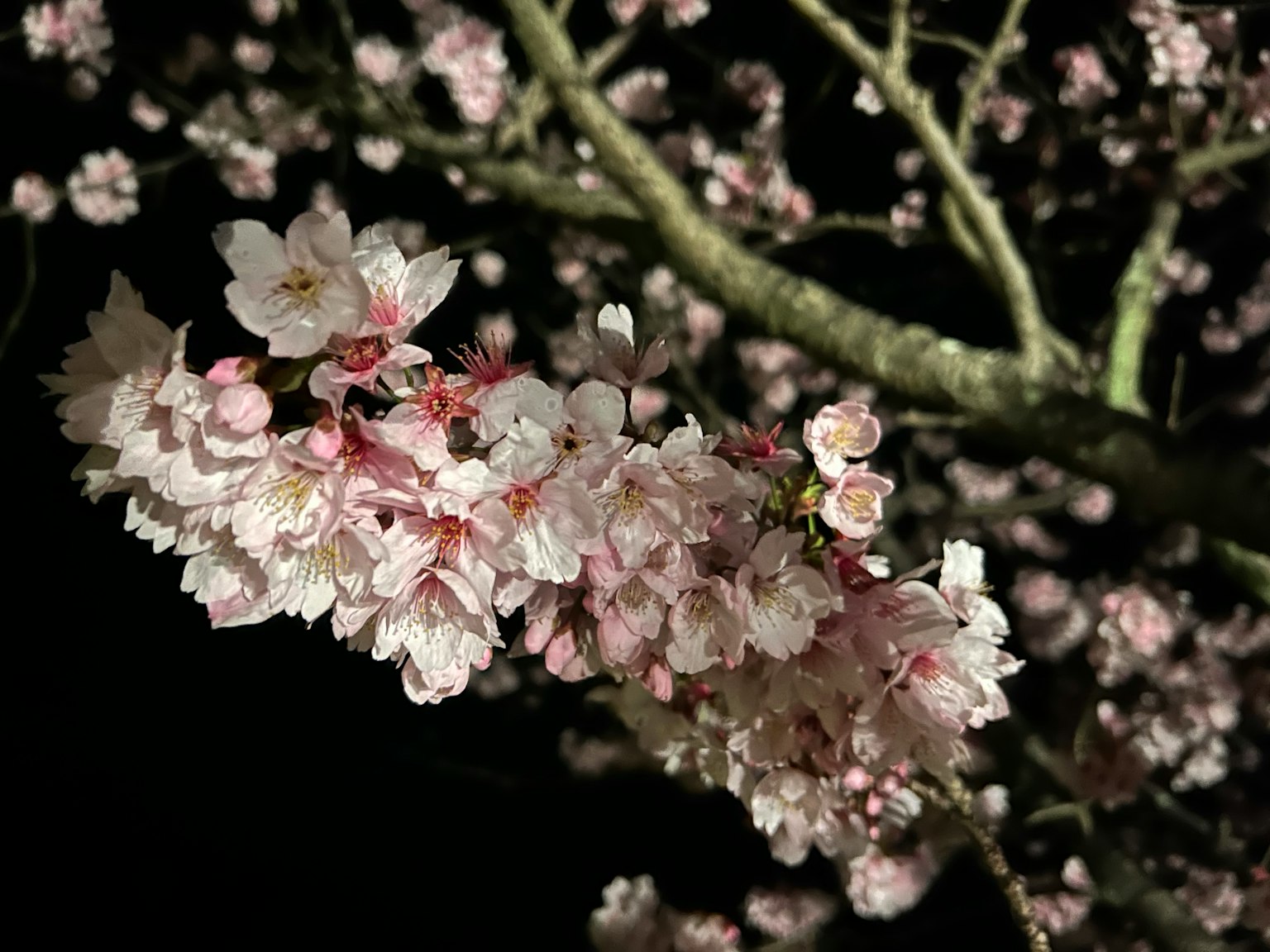 Close-up bunga sakura mekar di malam hari kelopak pink yang cerah