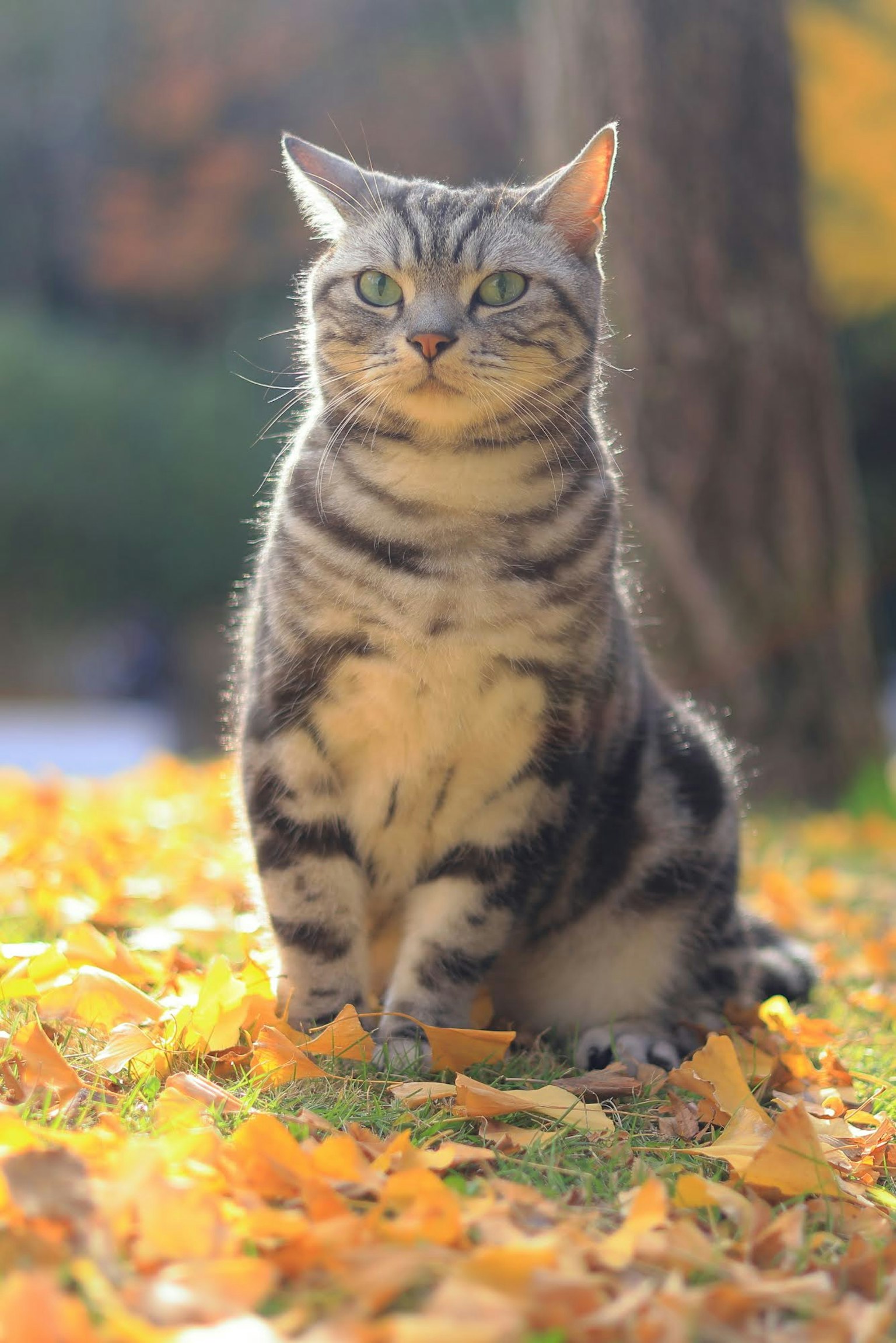 Striped cat sitting on autumn leaves