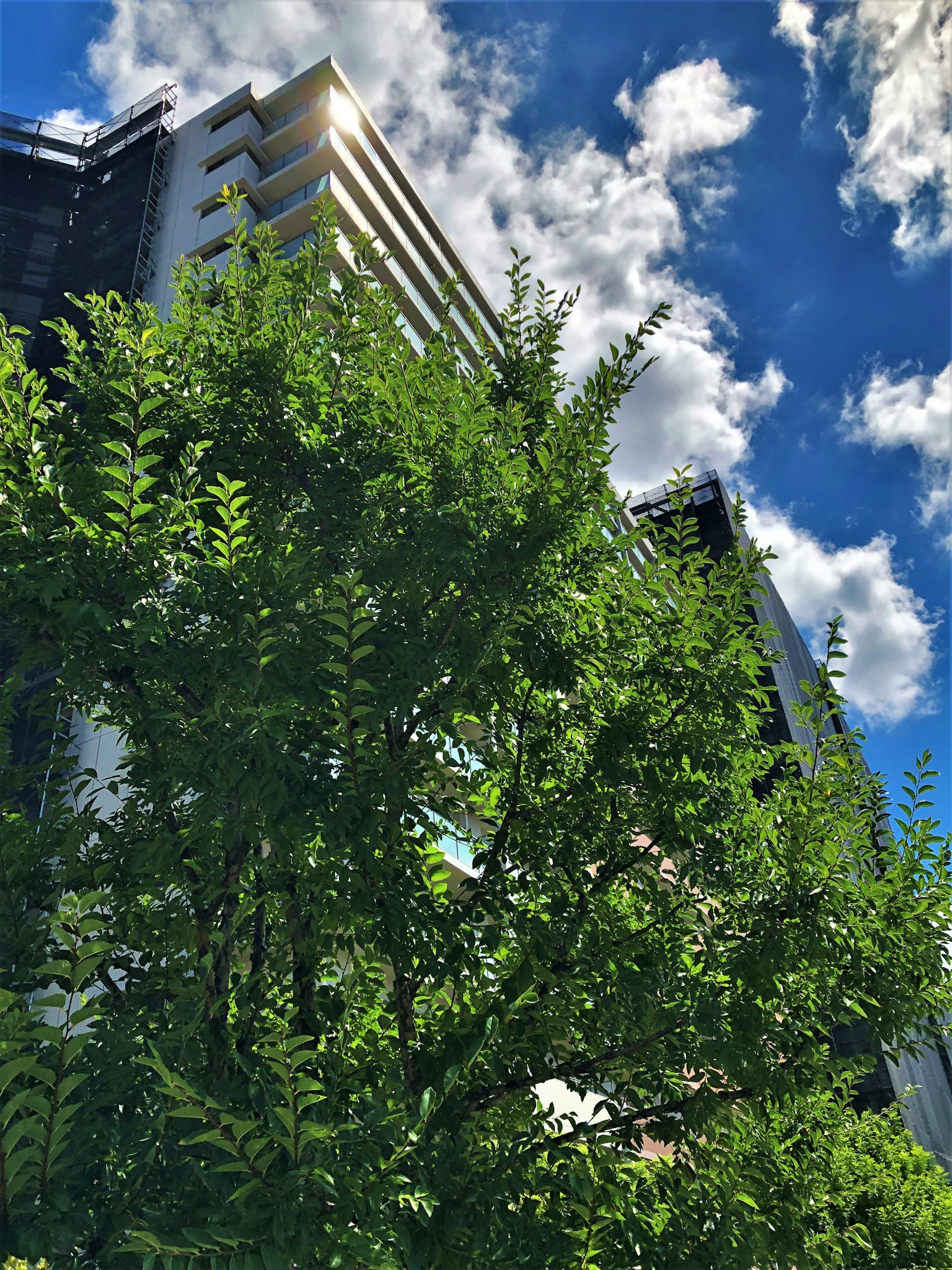 Modern building with lush green tree and blue sky