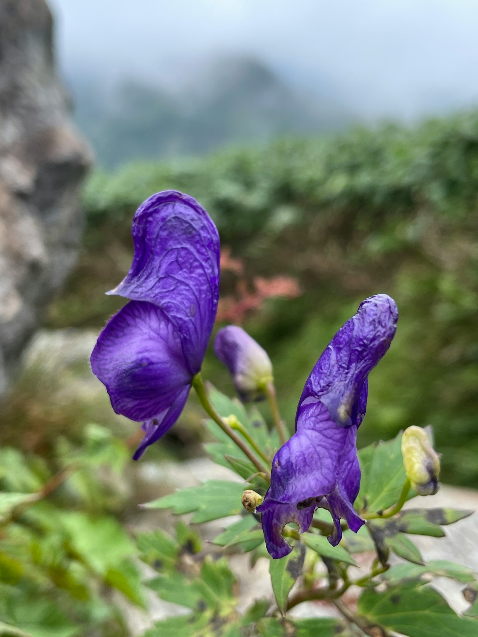 Nahaufnahme von lila Blumen mit einem nebligen Hintergrund