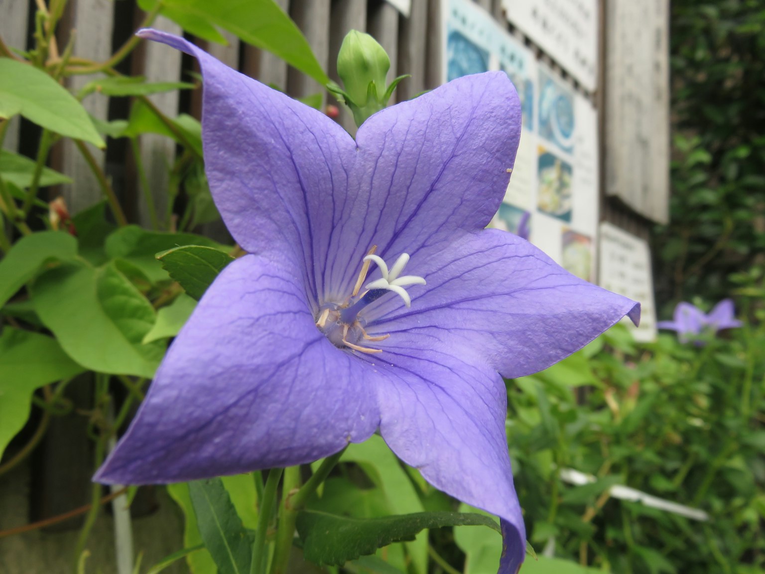 Un fiore di palloncino viola in fiore con un cartello sullo sfondo