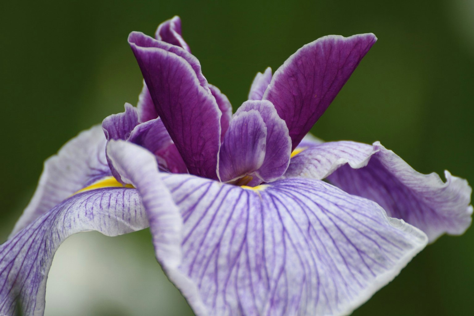 Nahaufnahme einer Irisblüte mit lila Blütenblättern