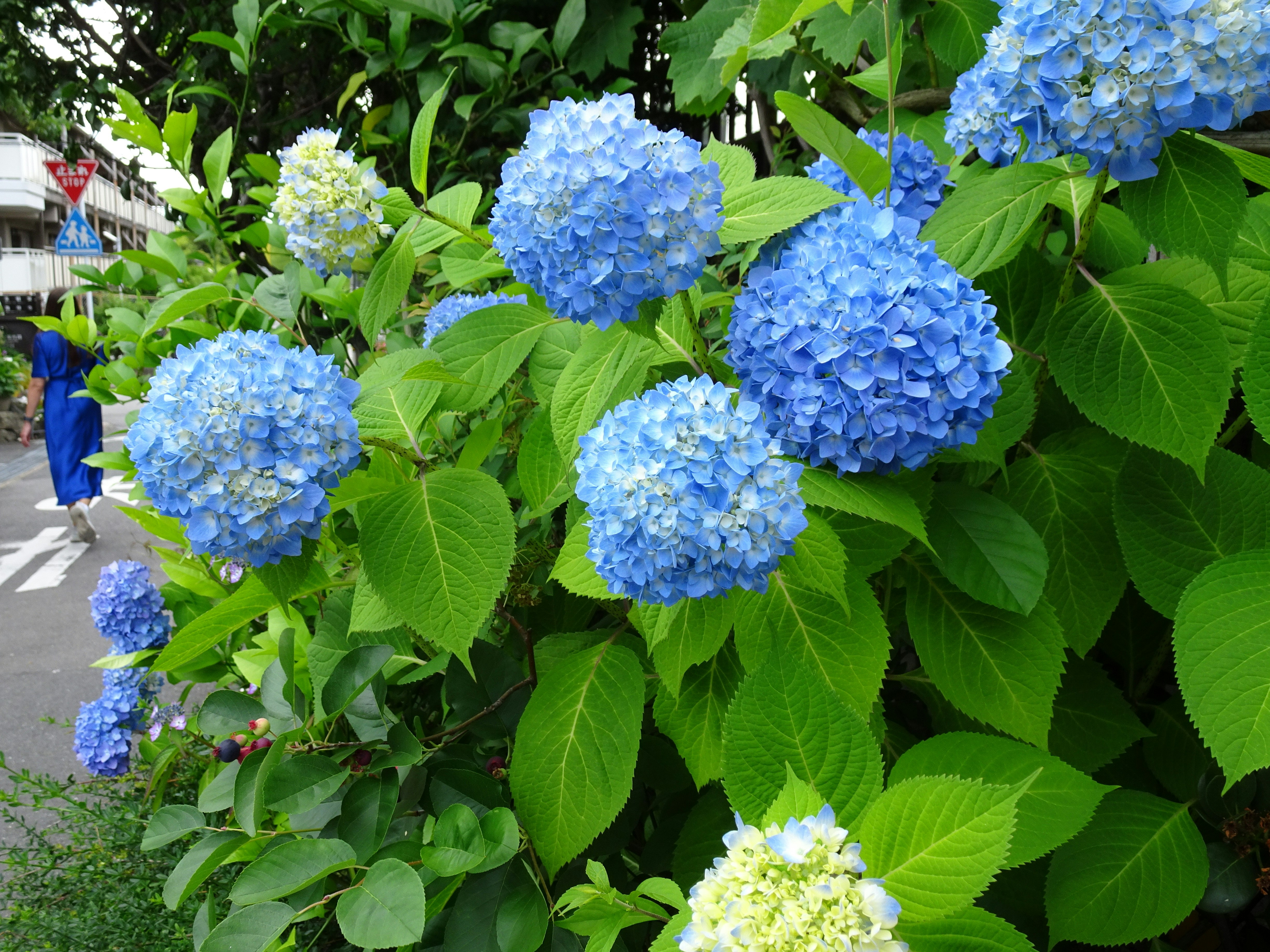 blaue Hortensienblüten entlang eines grünen Weges