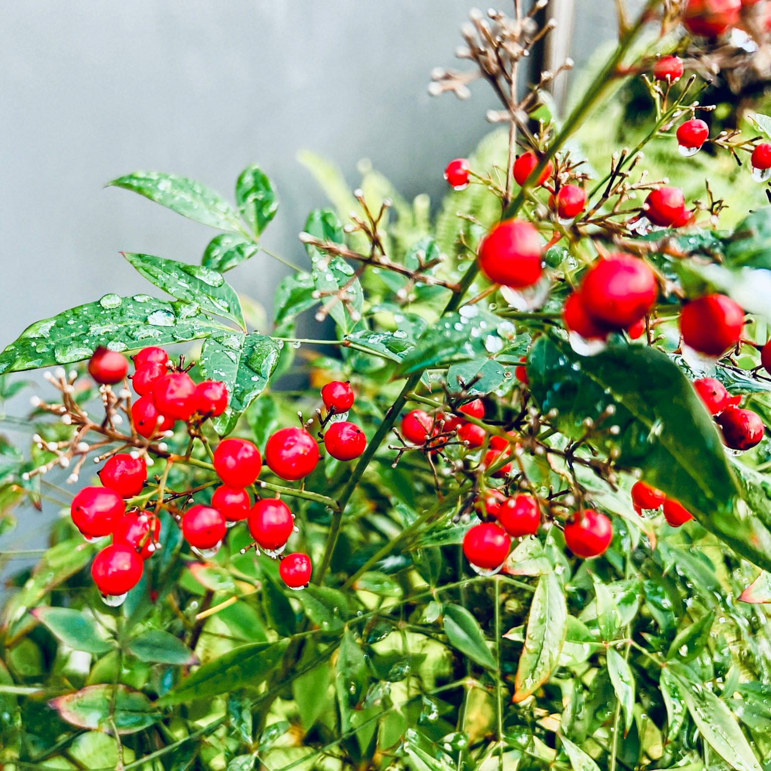Primo piano di una pianta con bacche rosse e foglie verdi