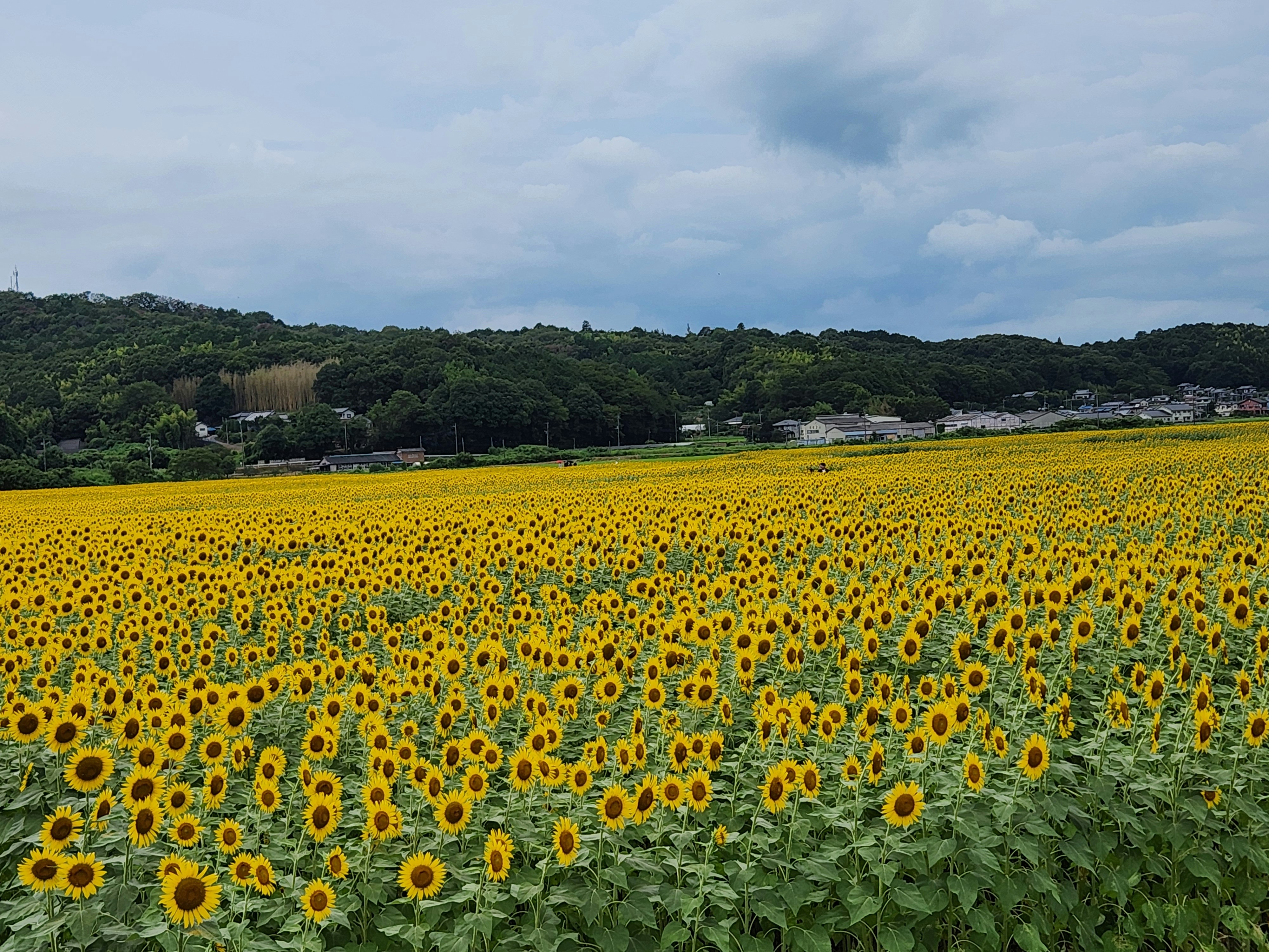 Yellow sunflower field with green hills landscape