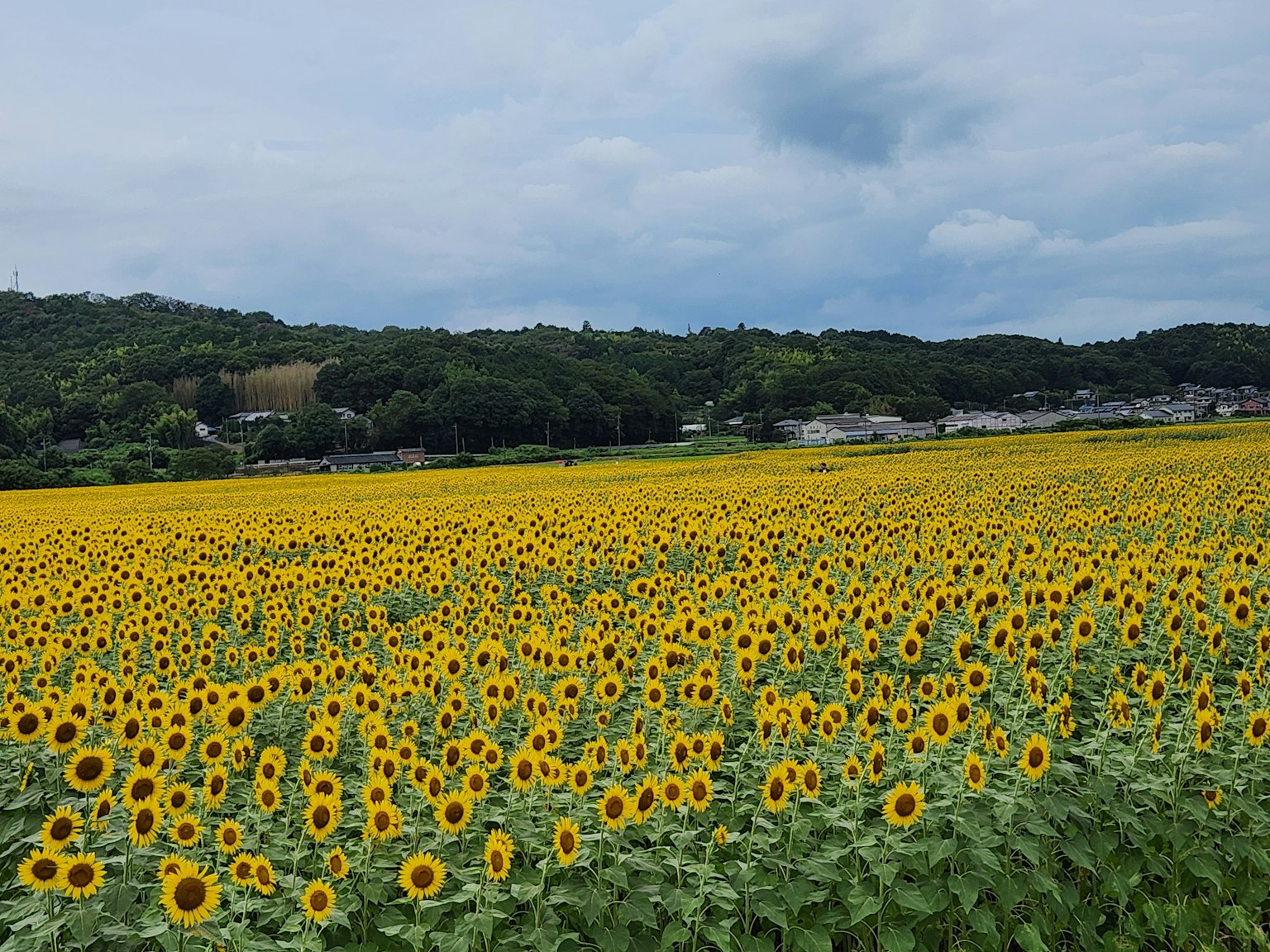 Amplio campo de girasoles bajo un cielo azul