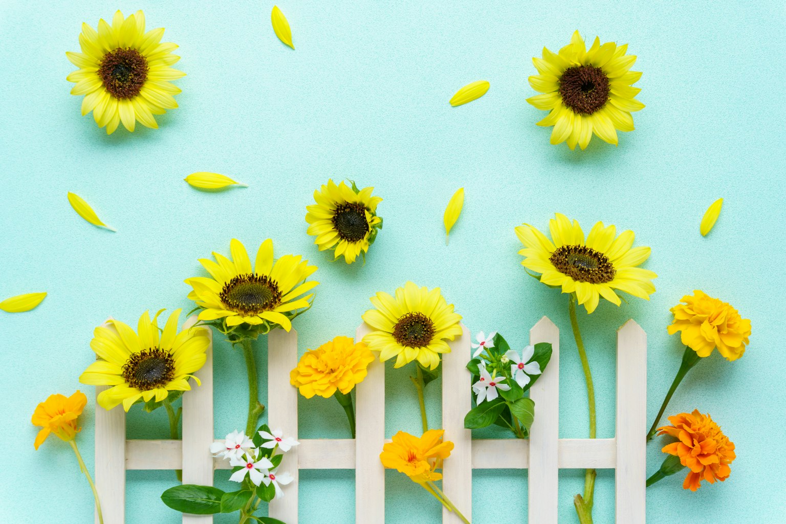 Sonnenblumen und bunte Blumen vor einem blauen Hintergrund mit einem weißen Zaun