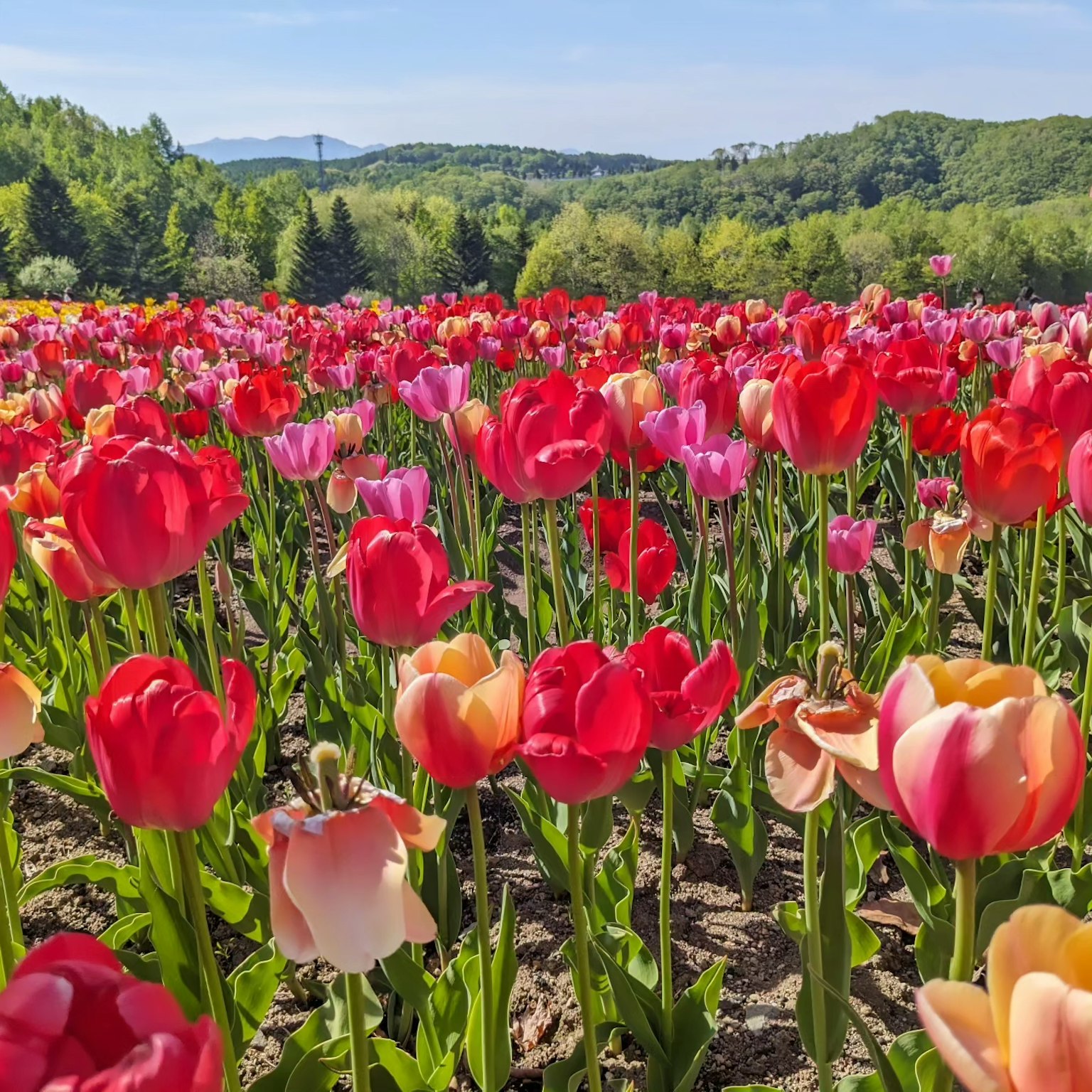 Campo di tulipani vivaci con una varietà di colori in piena fioritura
