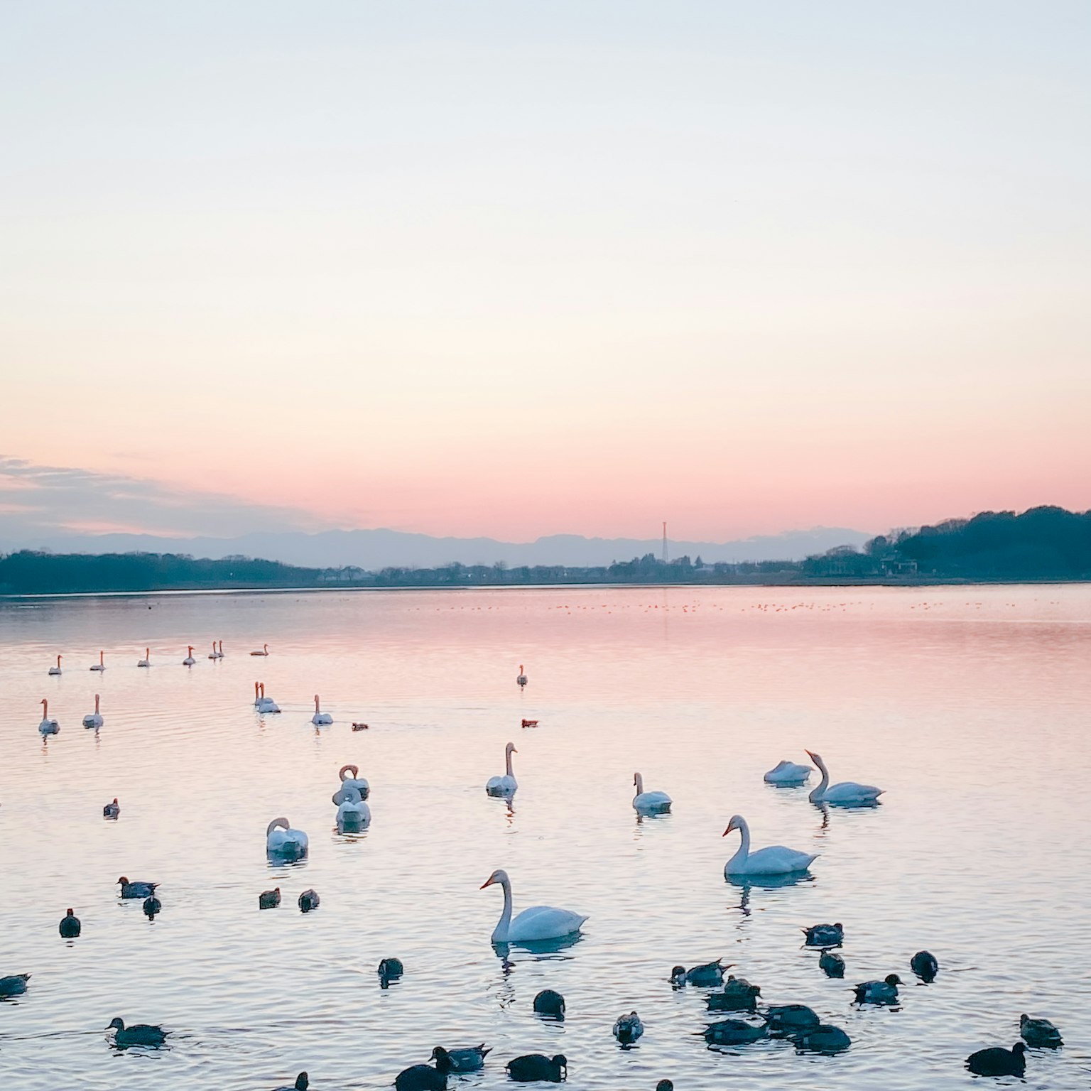 Cigni e anatre che galleggiano su un lago calmo con riflessi arancioni del tramonto