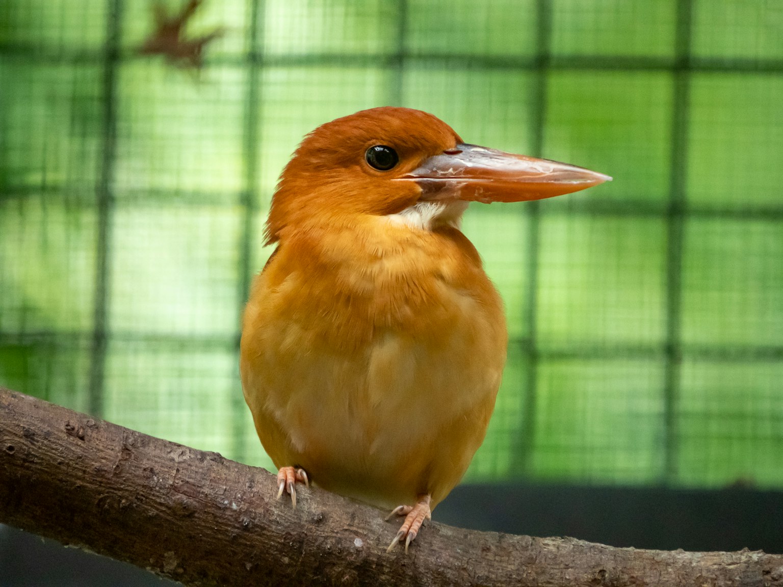 Seekor burung kecil dengan bulu oranye cerah bertengger di dahan