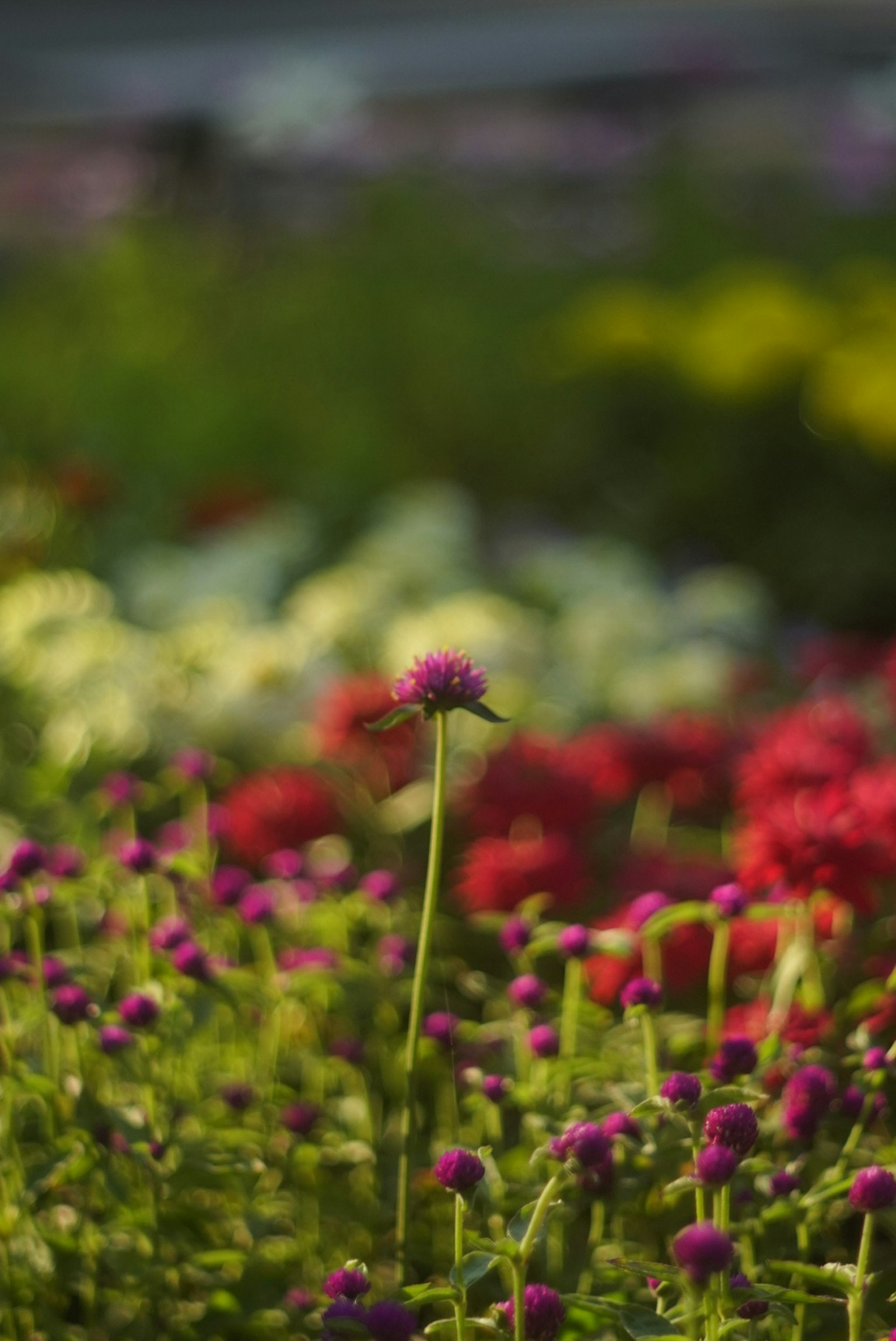 Una alta flor morada que se encuentra entre coloridas flores en un jardín
