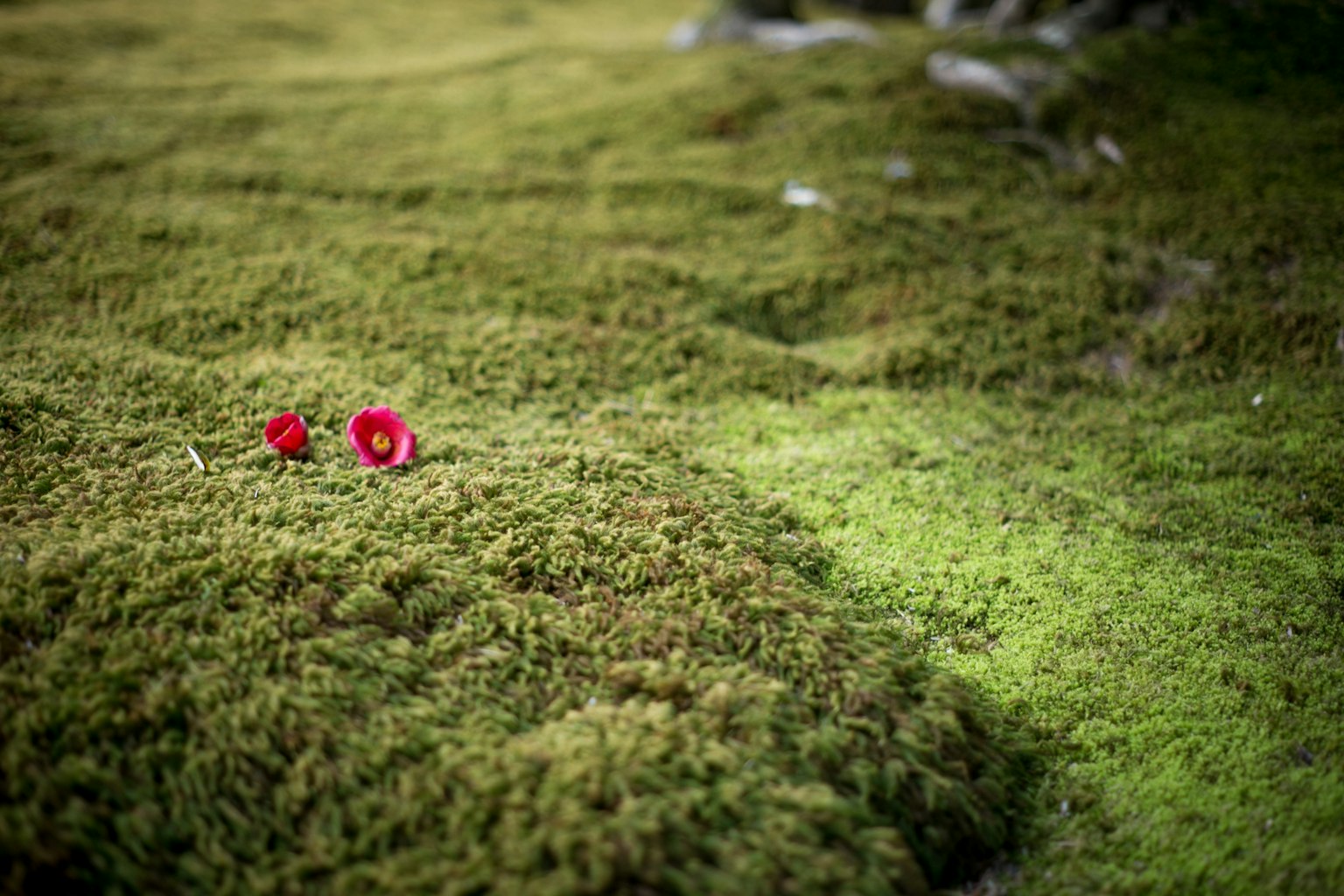 Dos flores rojas en medio de un musgo verde exuberante