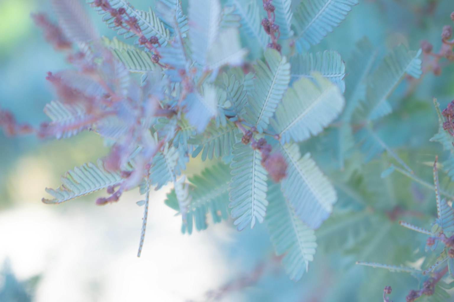 特写植物，带有淡蓝色叶子和小红色浆果