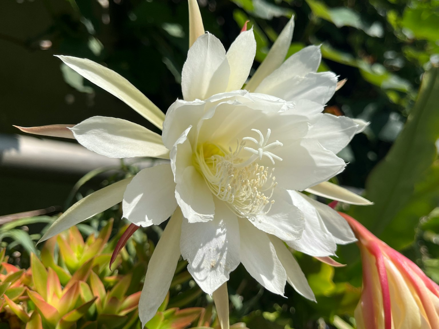 白色花朵的特写，带尖的花瓣和中央的黄色区域