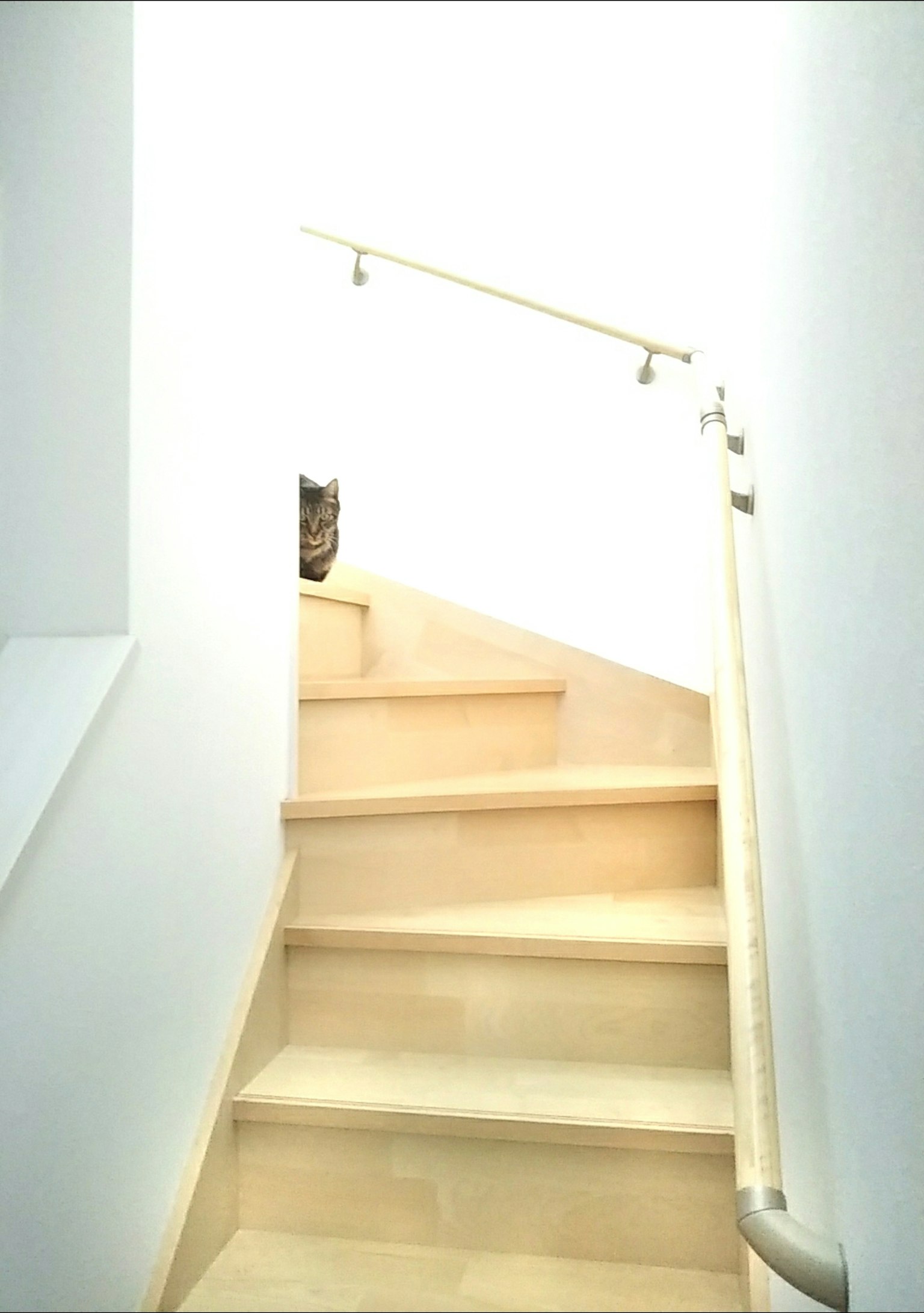 Foto interior brillante de escaleras con un gato en la parte superior