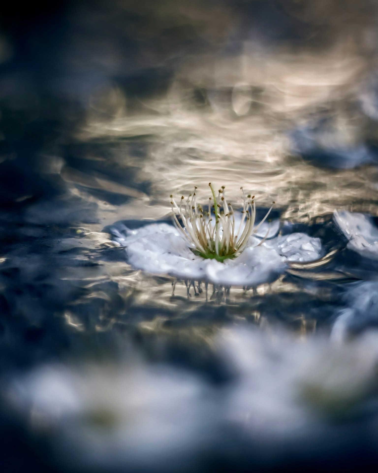 Primo piano di un fiore bianco con foglie verdi che galleggiano sull'acqua