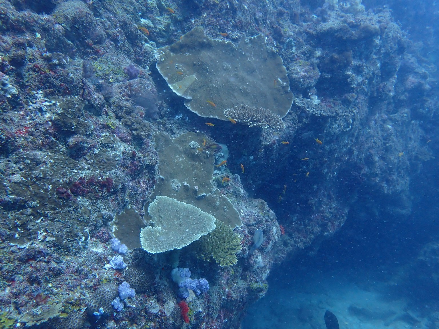 Pemandangan bawah laut dengan terumbu karang dan kehidupan laut yang beragam