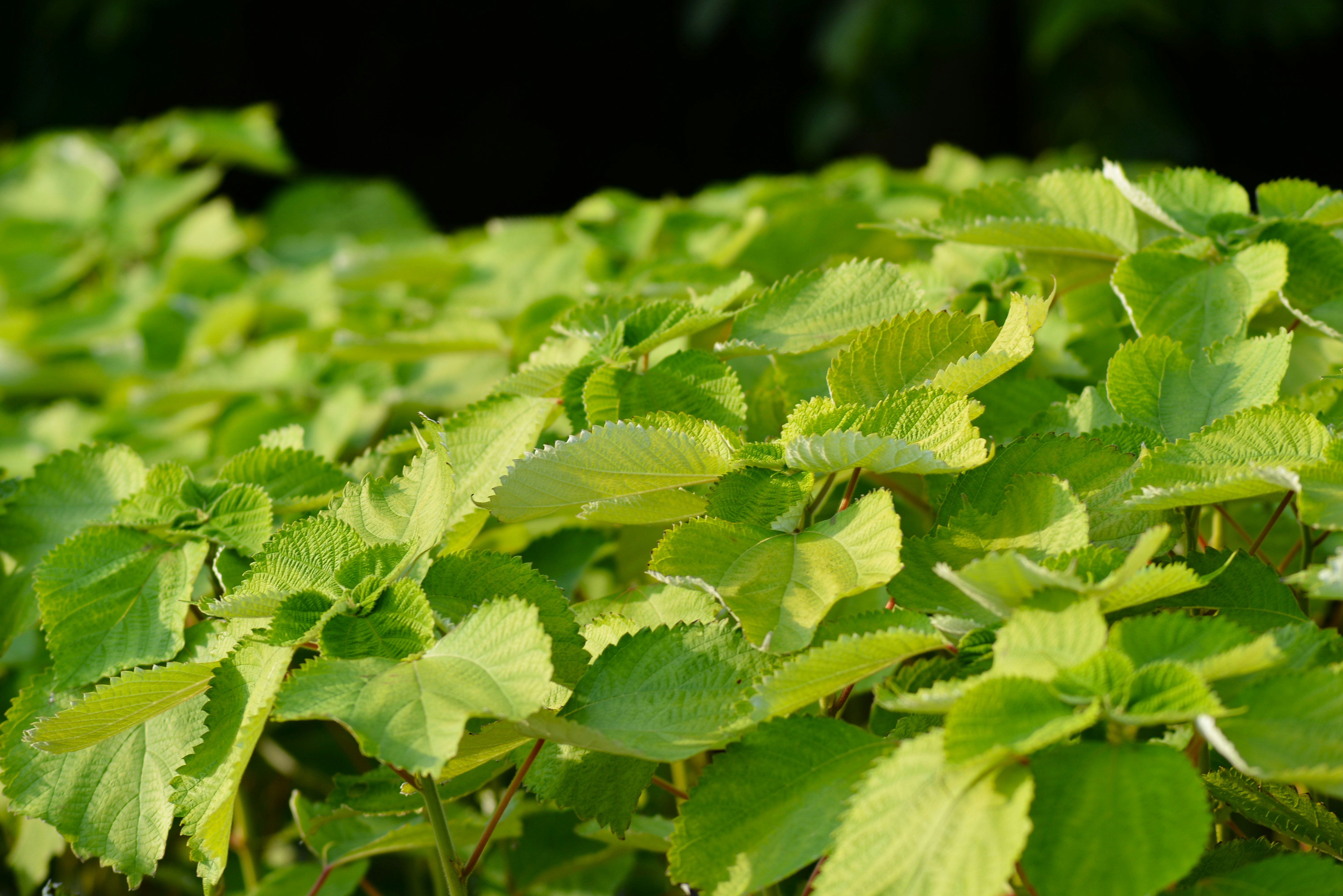 feuilles de ramie (chanvre de Chine) vertes et luxuriantes
