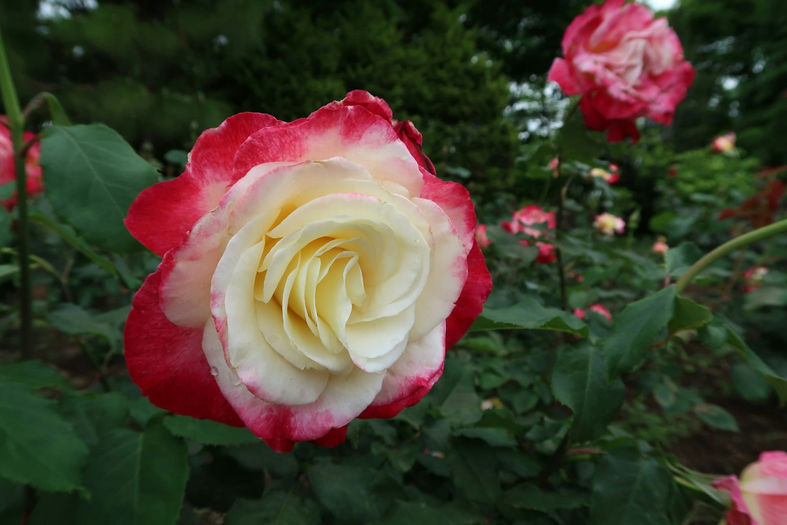 Giardino bellissimo con rosa rossa e bianca in fiore