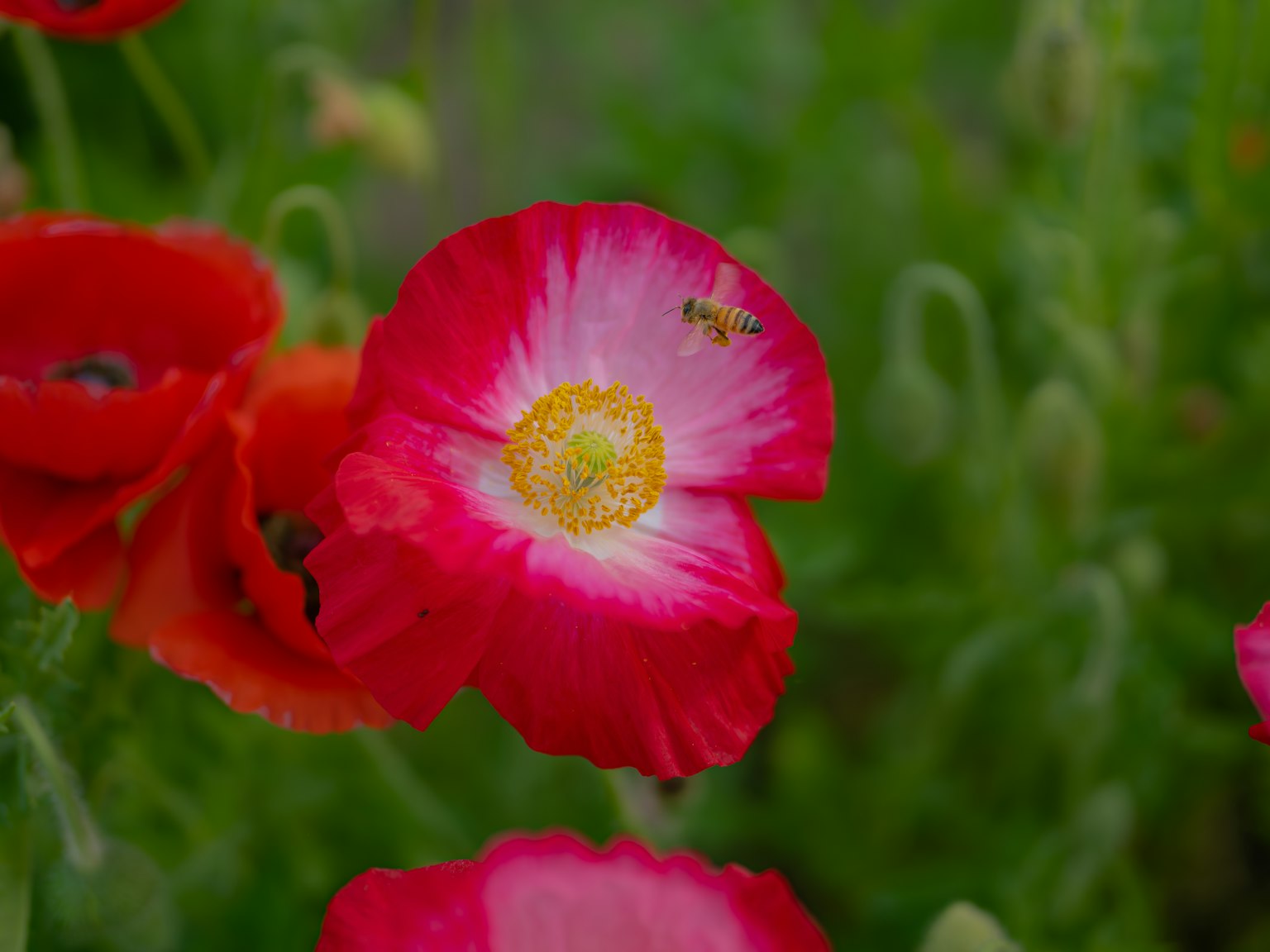Primo piano di un bellissimo fiore con petali rossi e un centro giallo vivace