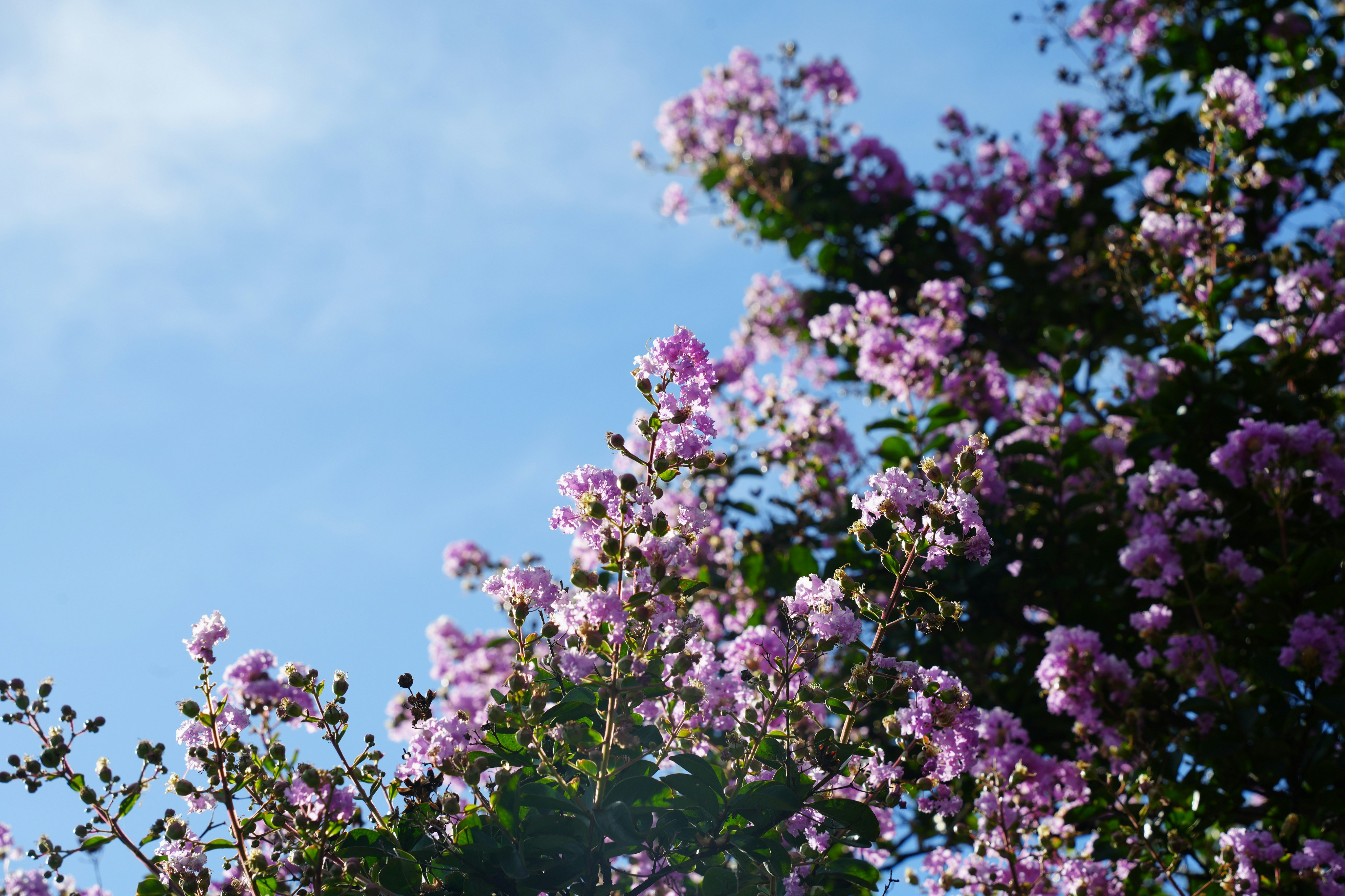 青空を背景に咲く紫の花のクローズアップ