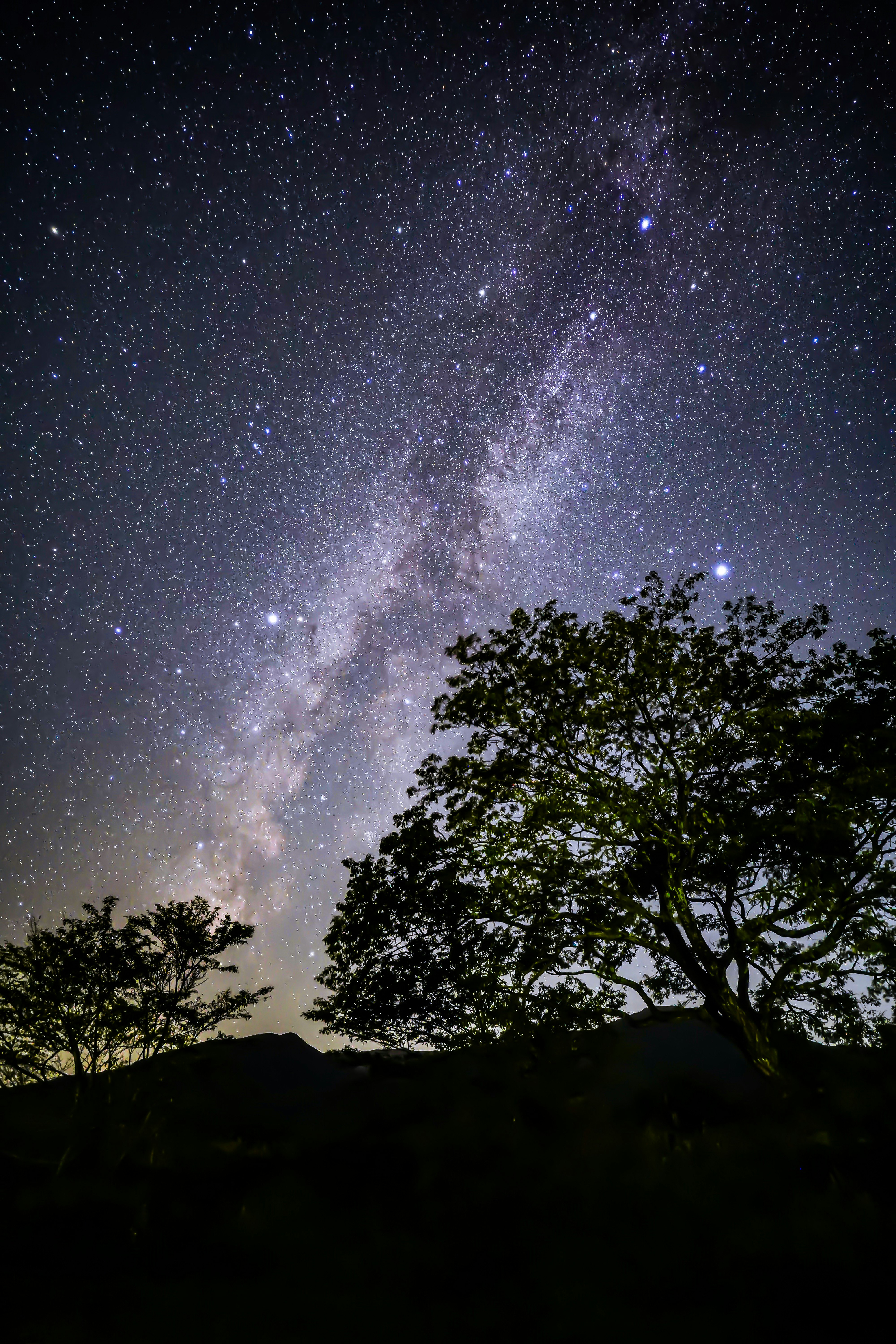 大木のシルエットと天の川が広がる幻想的な星空