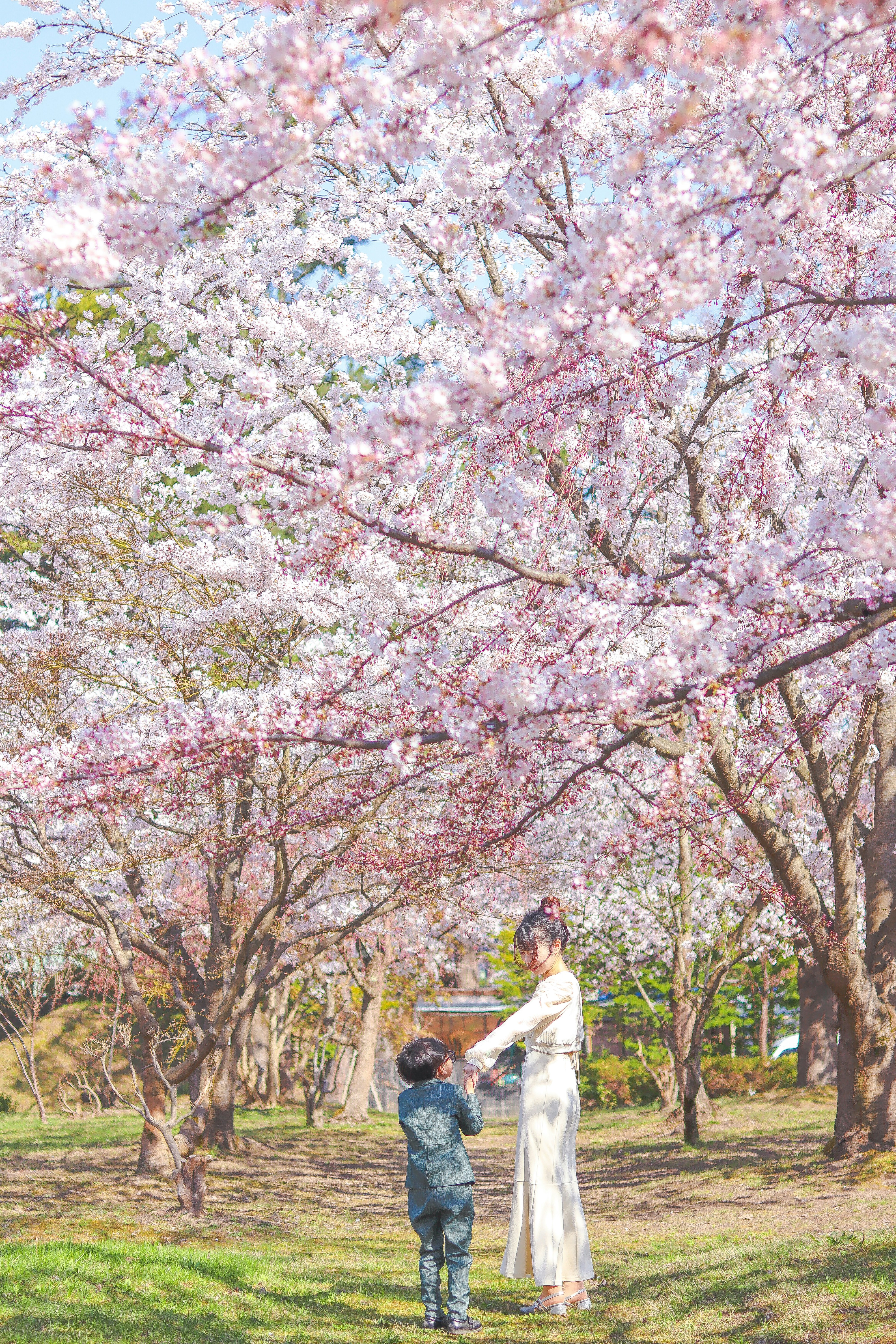 Jalan santai musim semi orang tua dan anak yang bergandengan tangan di bawah bunga sakura mekar di Taman Hirosaki