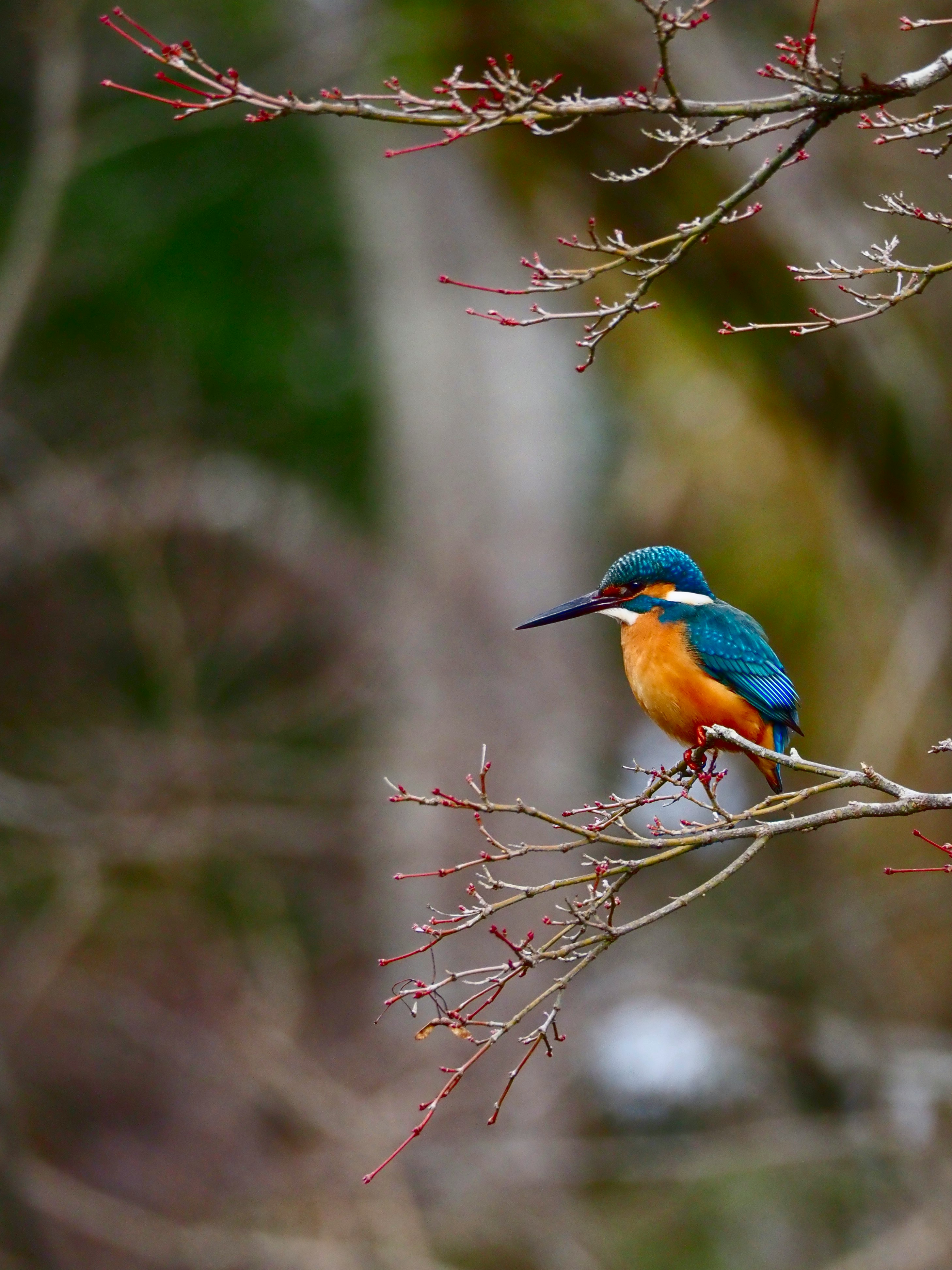 枝にとまるカワセミと野鳥のある自然の背景