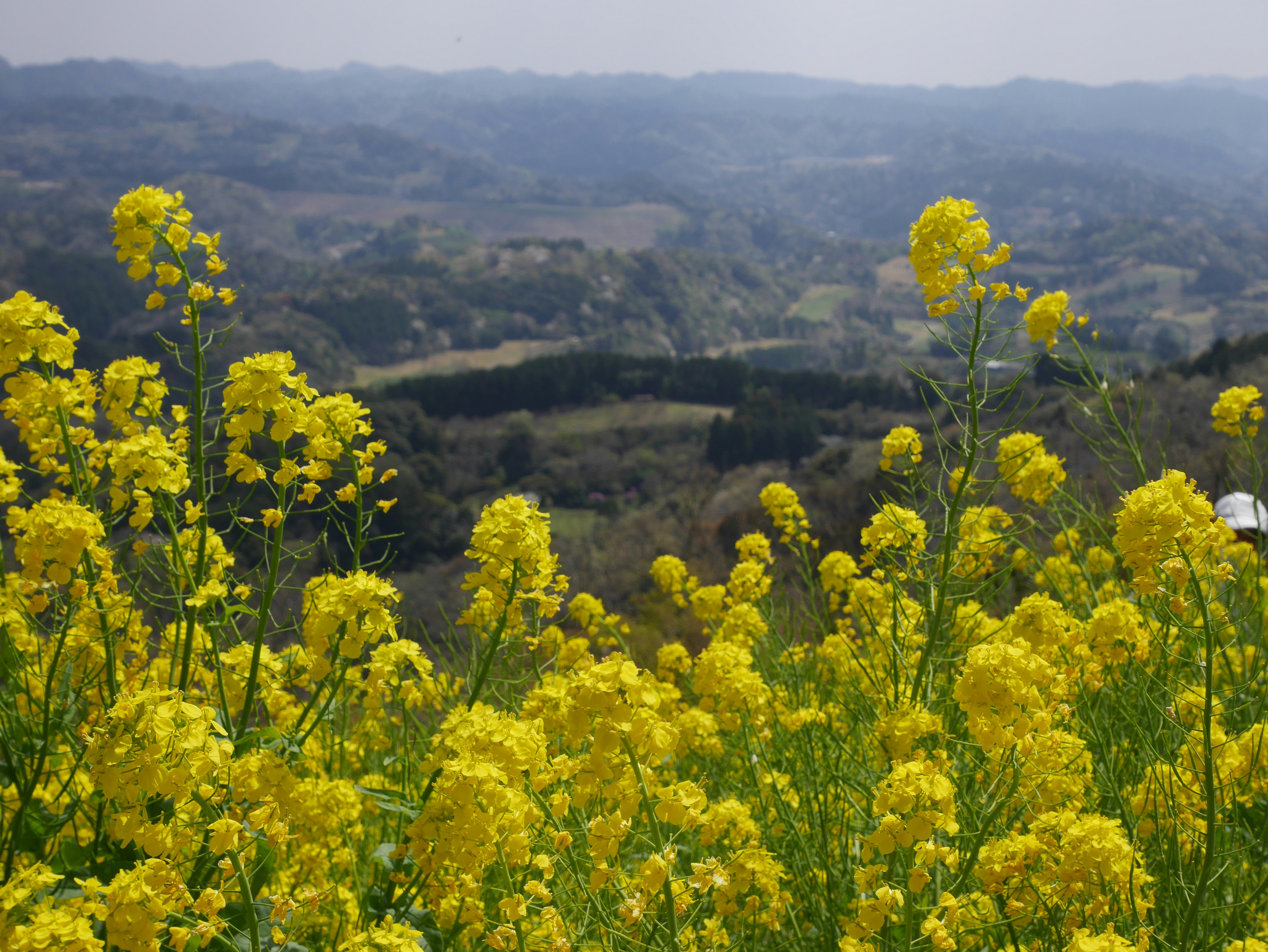 Paysage de printemps avec des fleurs de colza en fleurs sur une colline