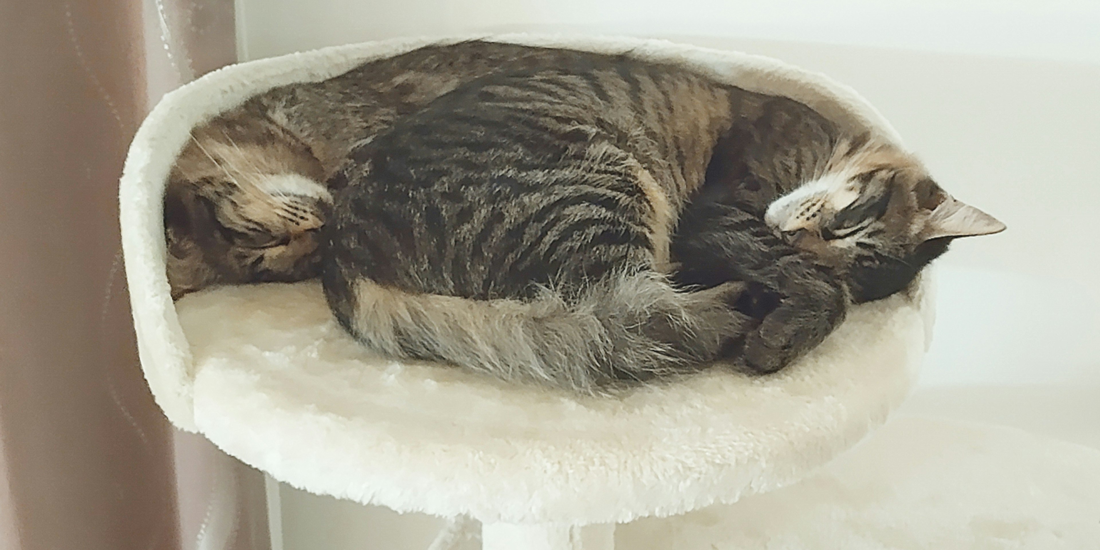 キャットタワーの丸いベッドで熟睡する猫の寝顔