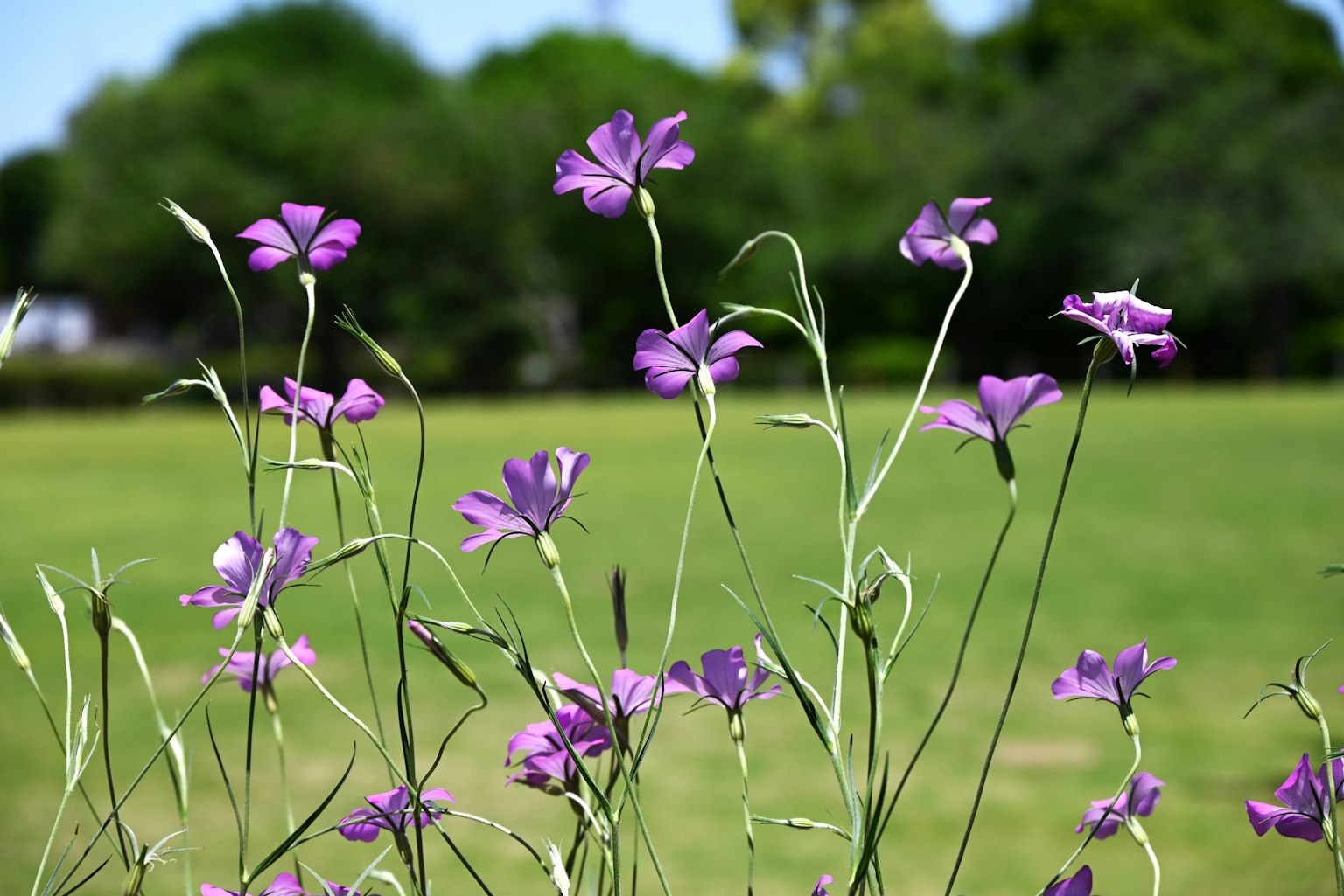 Fleurs violettes fleurissant dans un champ herbeux