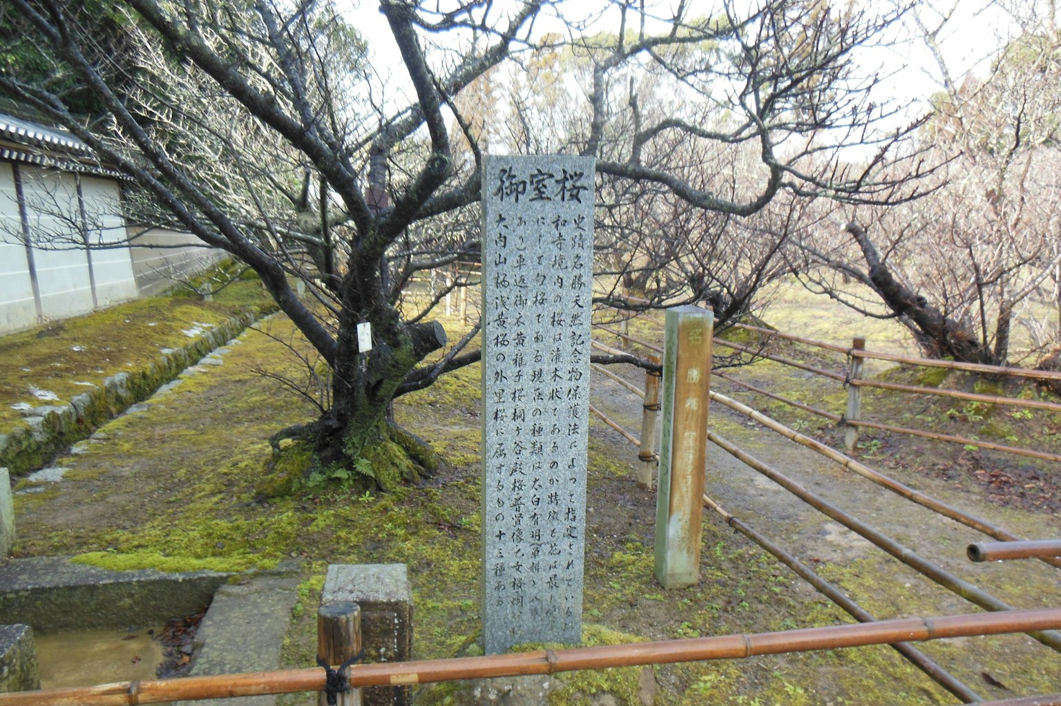 Escena de jardín con un viejo cerezo y un monumento de piedra