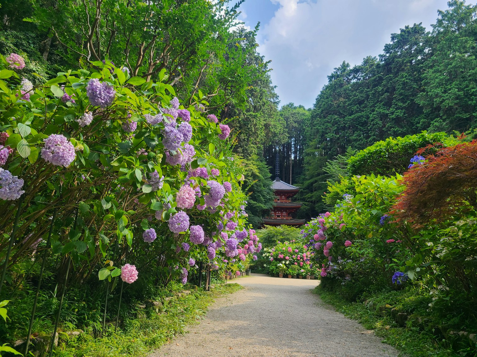 ทางเดินสงบที่มีดอกไฮเดรนเยียและพืชพรรณเขียวขจีรอบข้าง