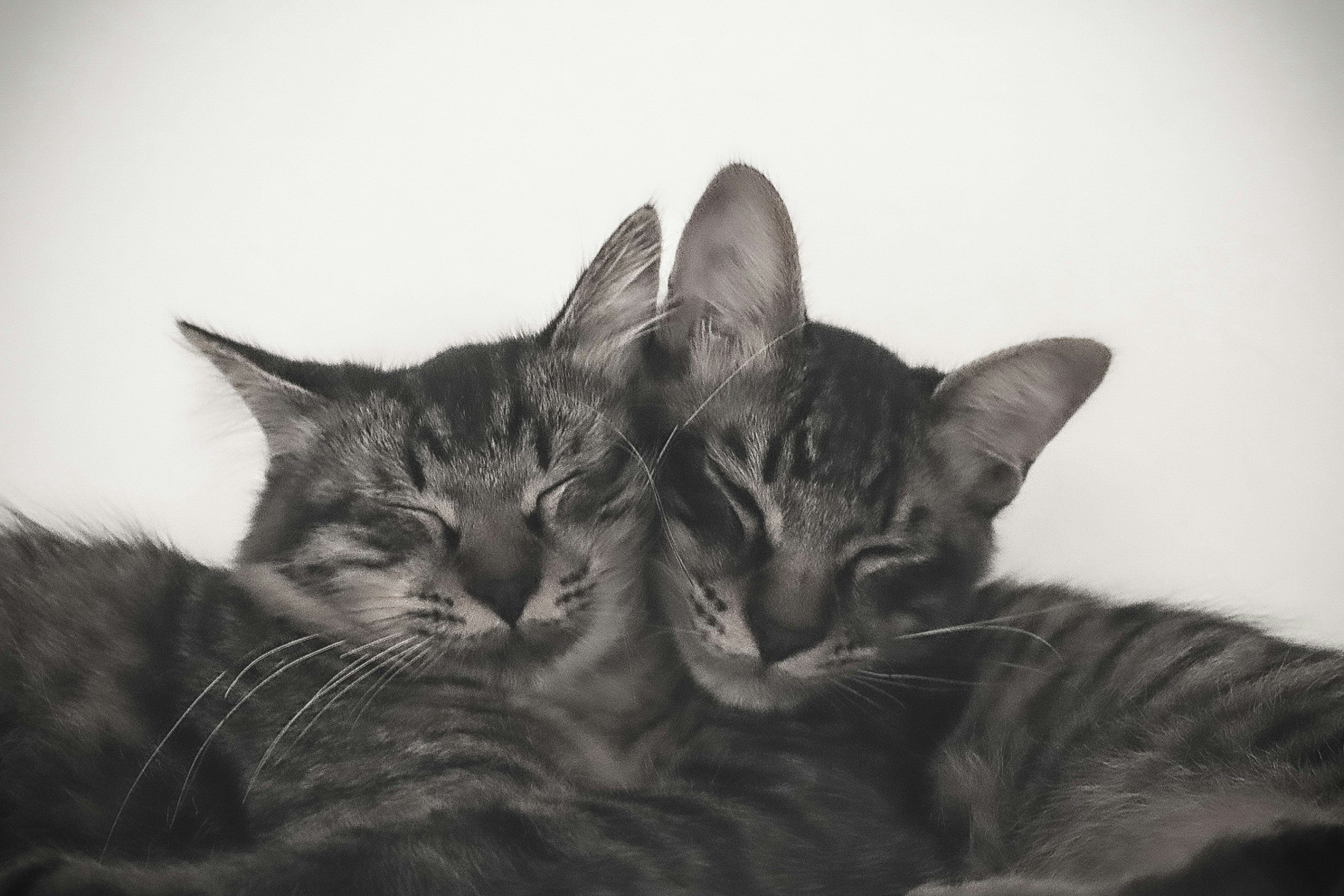 Gambar monokrom kucing bersaudara yang sedang tidur bersama